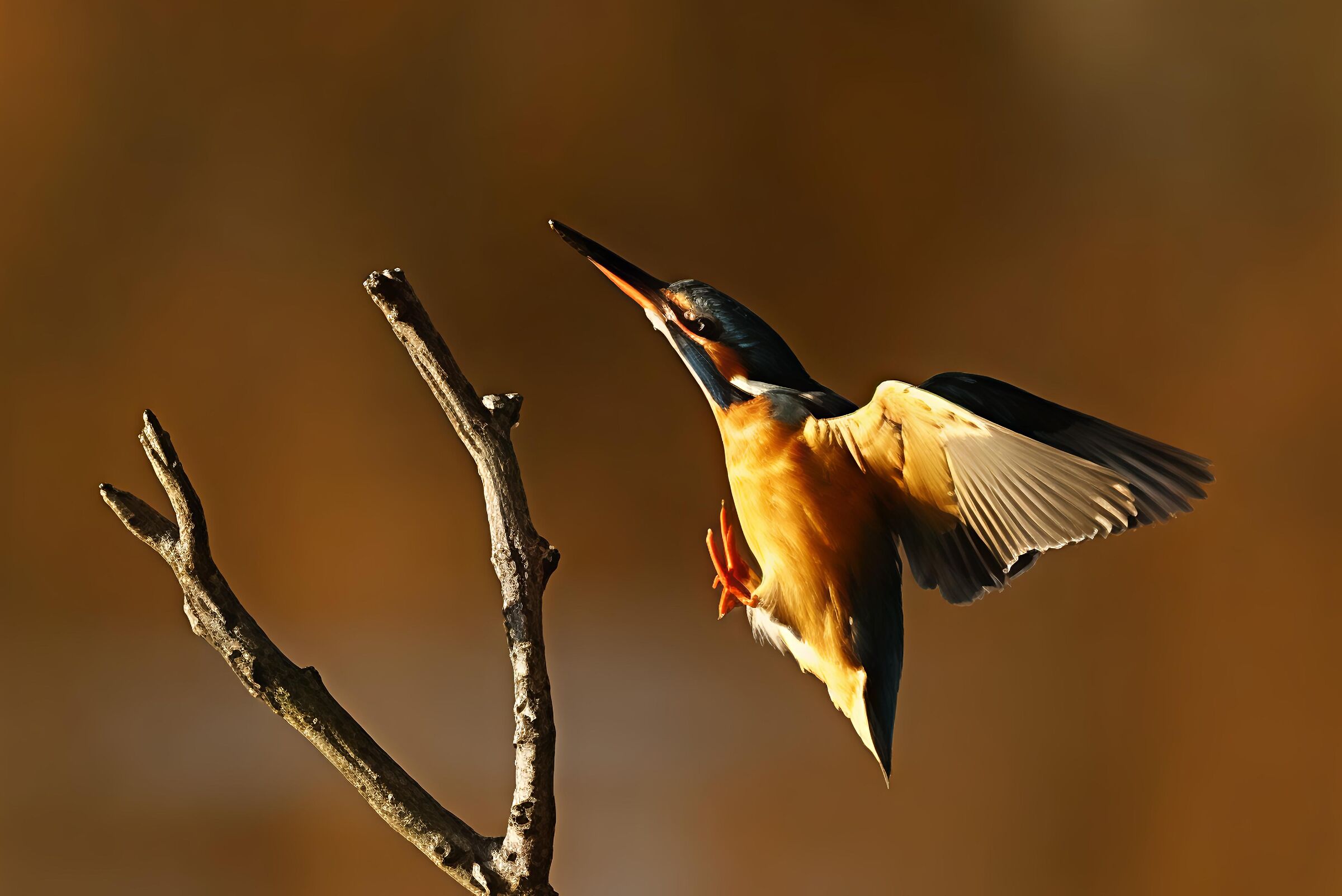 Kingfisher