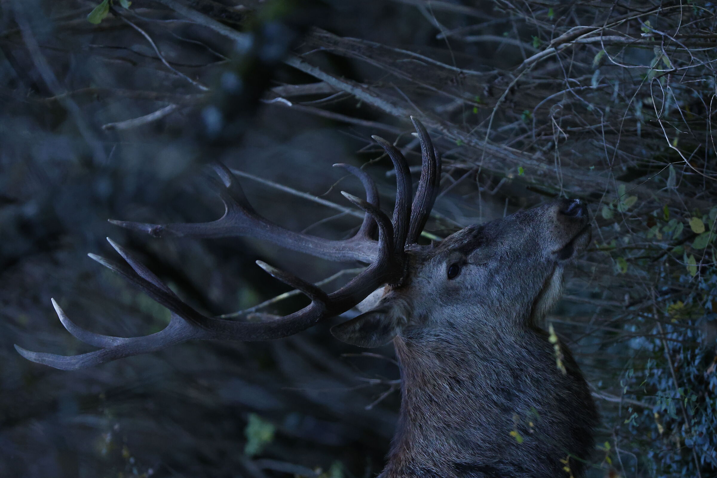 Deer