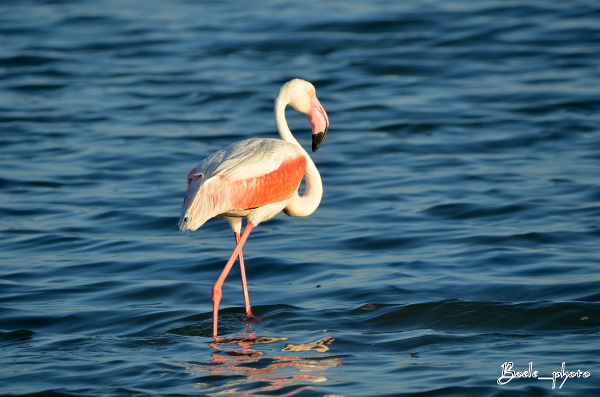 Fenicotteri rosa (specie Phoenicopterus ruber roseus)