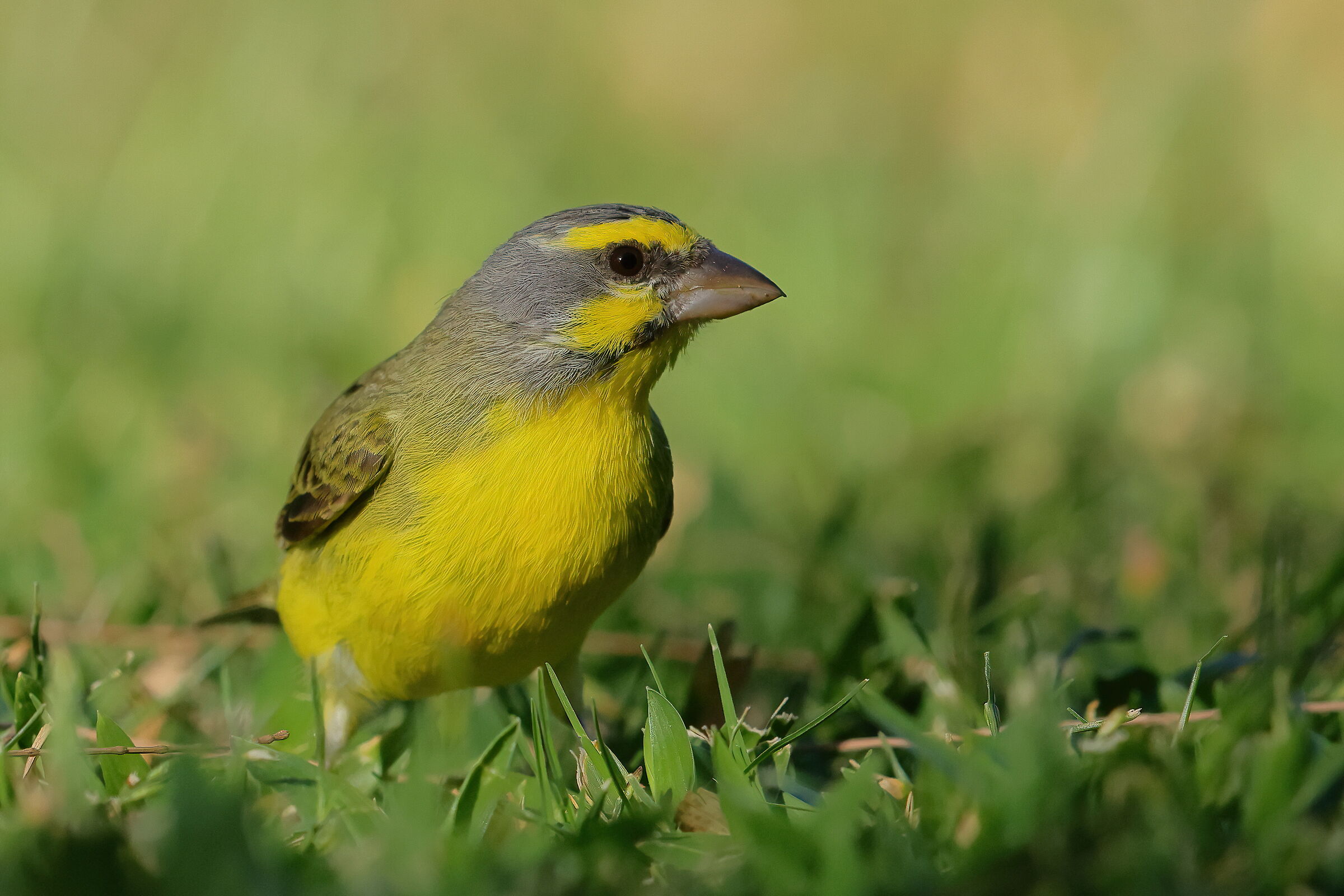 Yellow-fronted canary