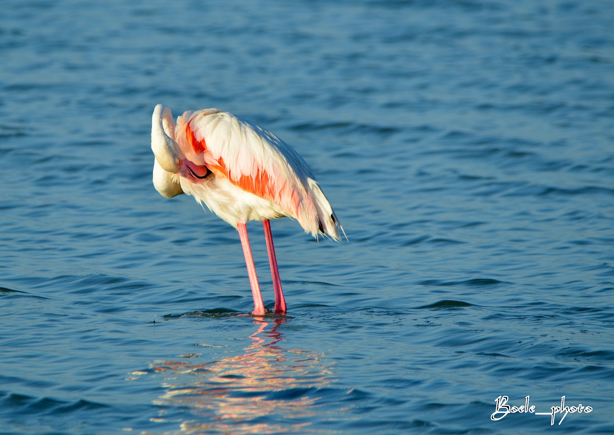 Fenicotteri rosa (specie Phoenicopterus ruber roseus)