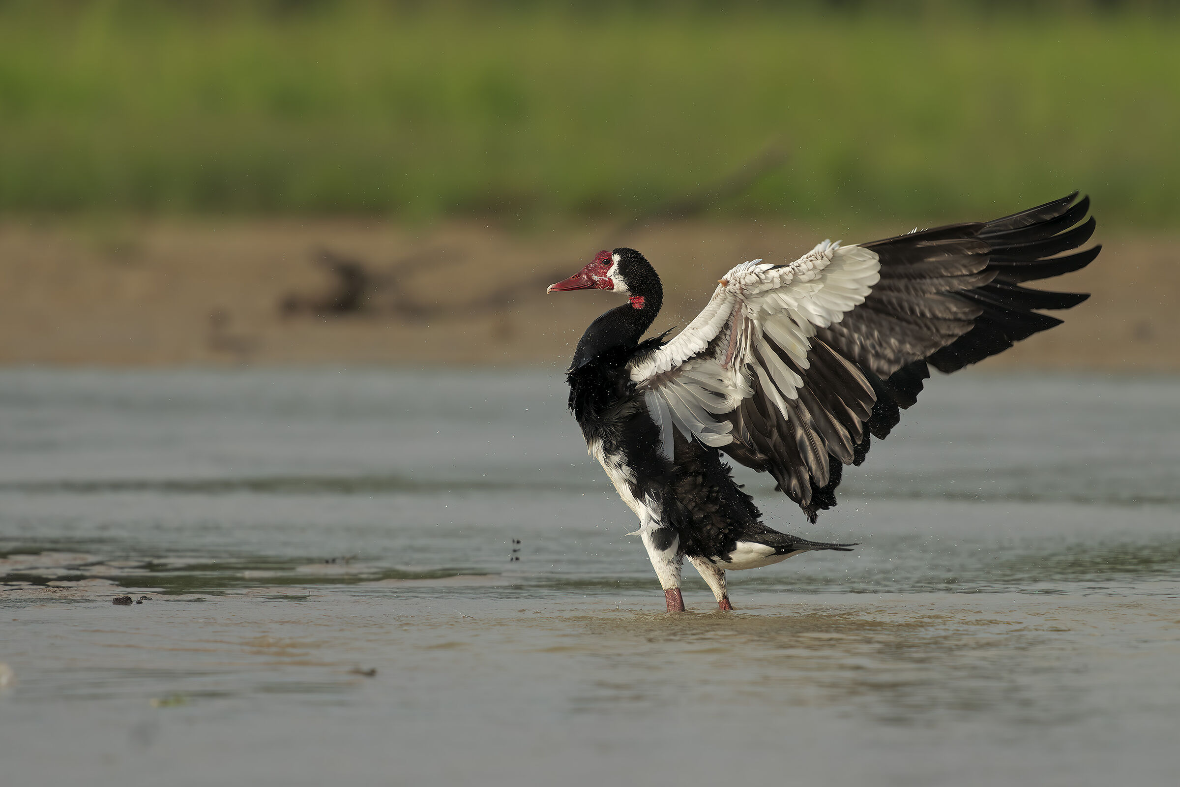 Spur-winged Goose