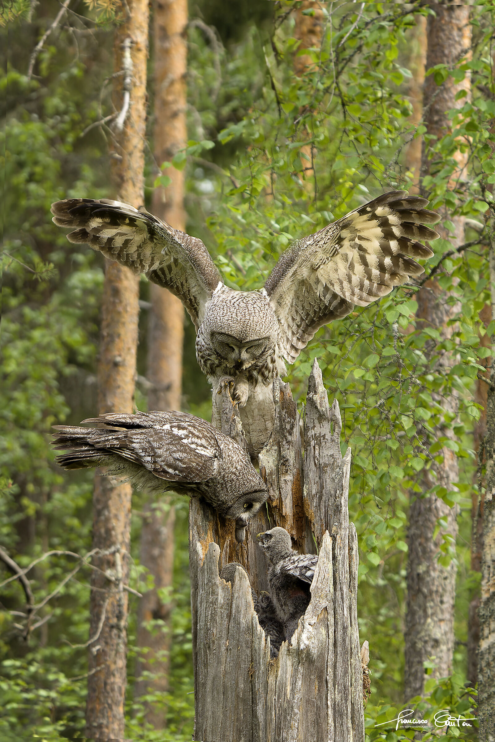 Lapland owl or great grey owl
