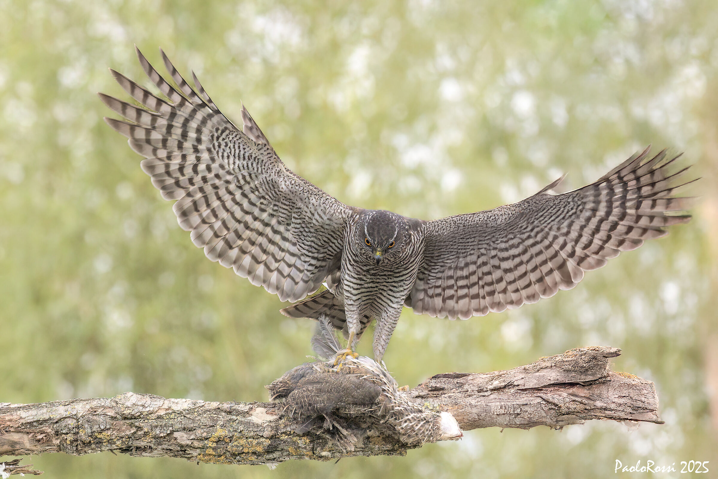 Sparrowhawk...