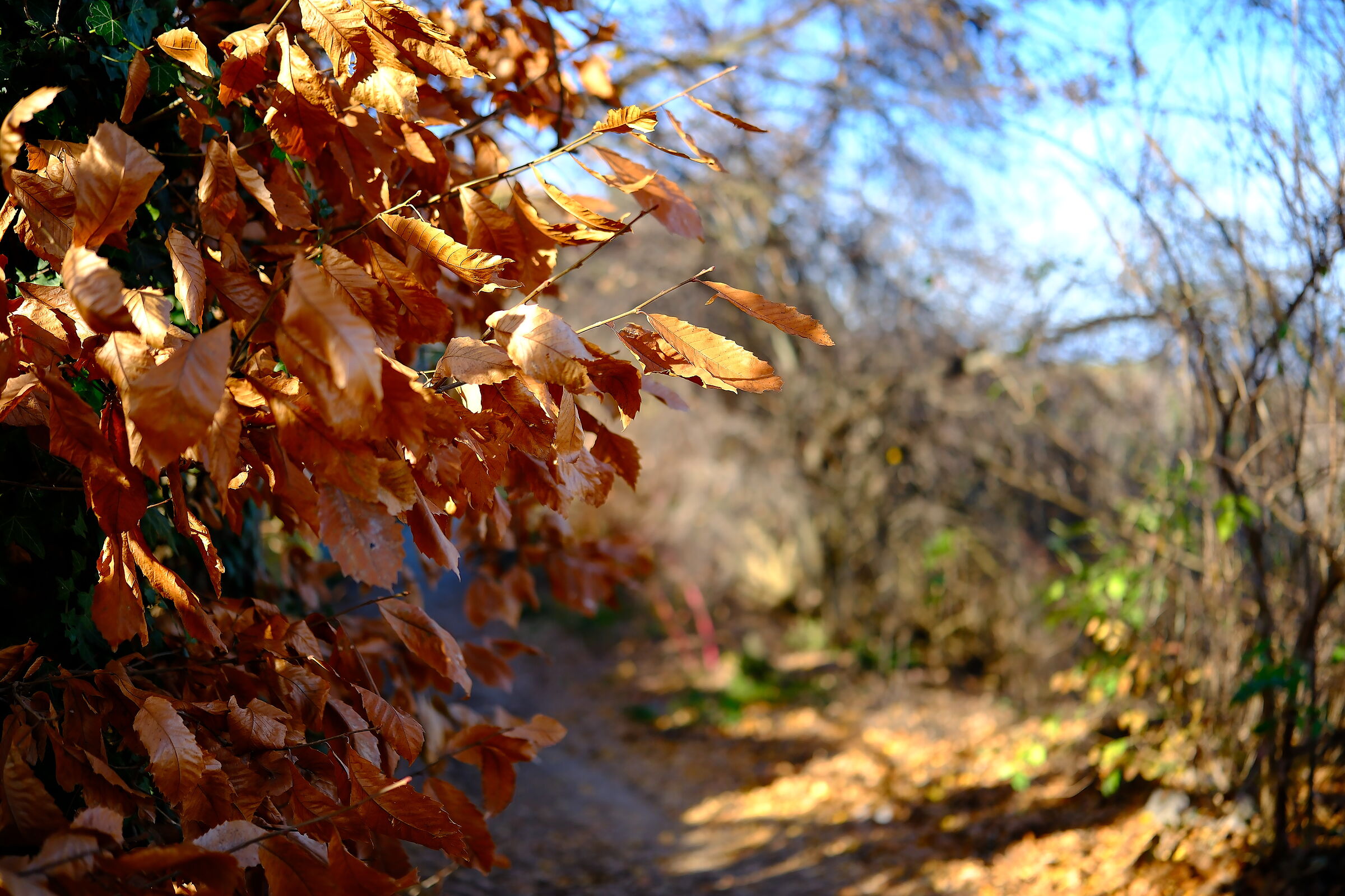 Winter Gold