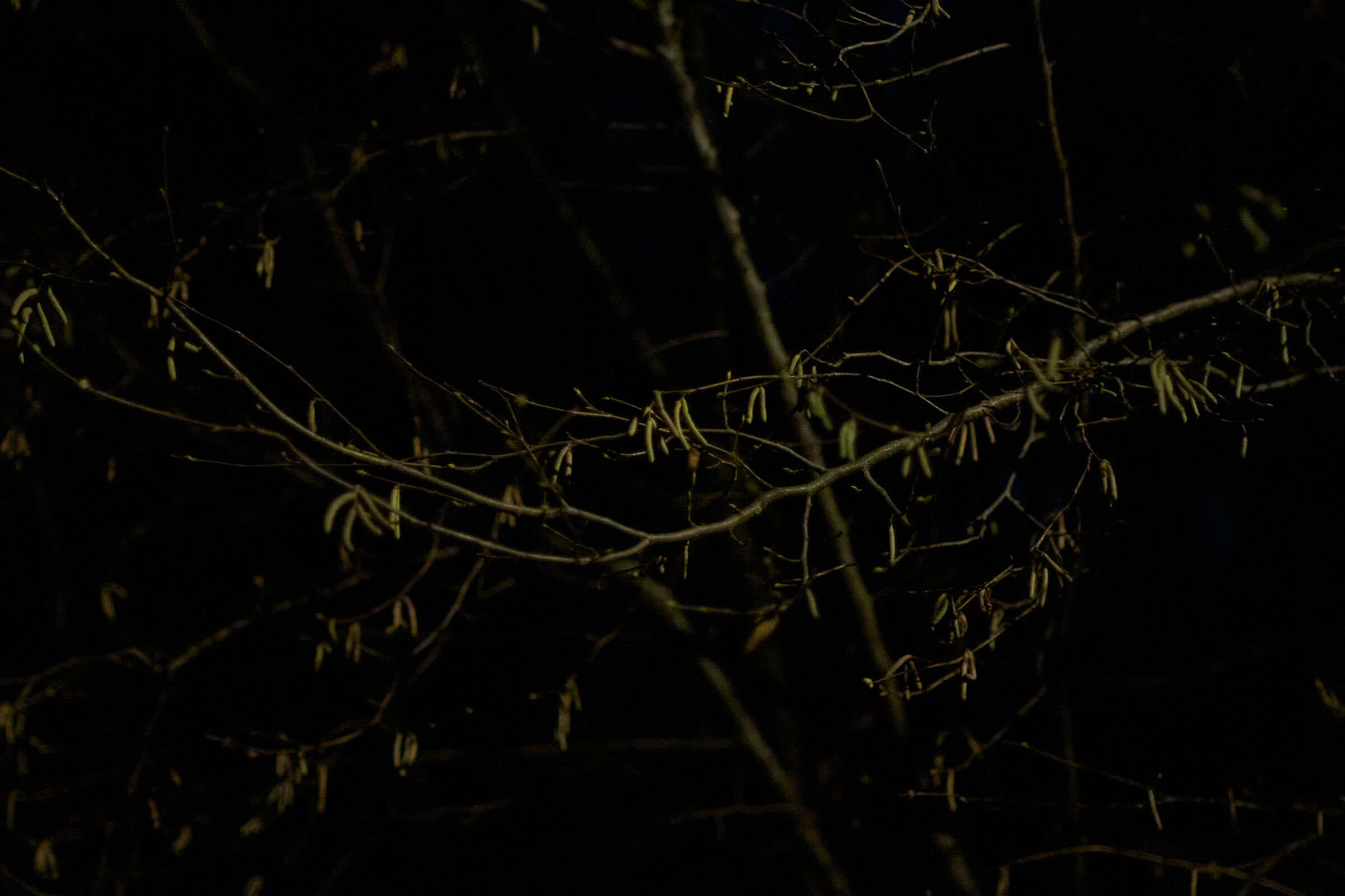 gialle foglie su sfondo scuro