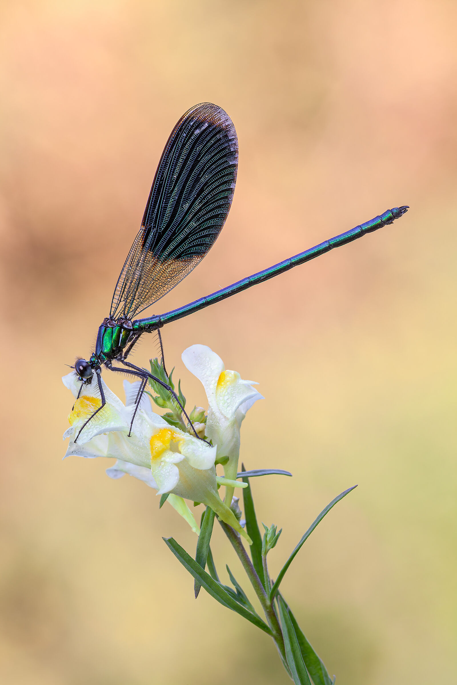 Calopteryx splendens