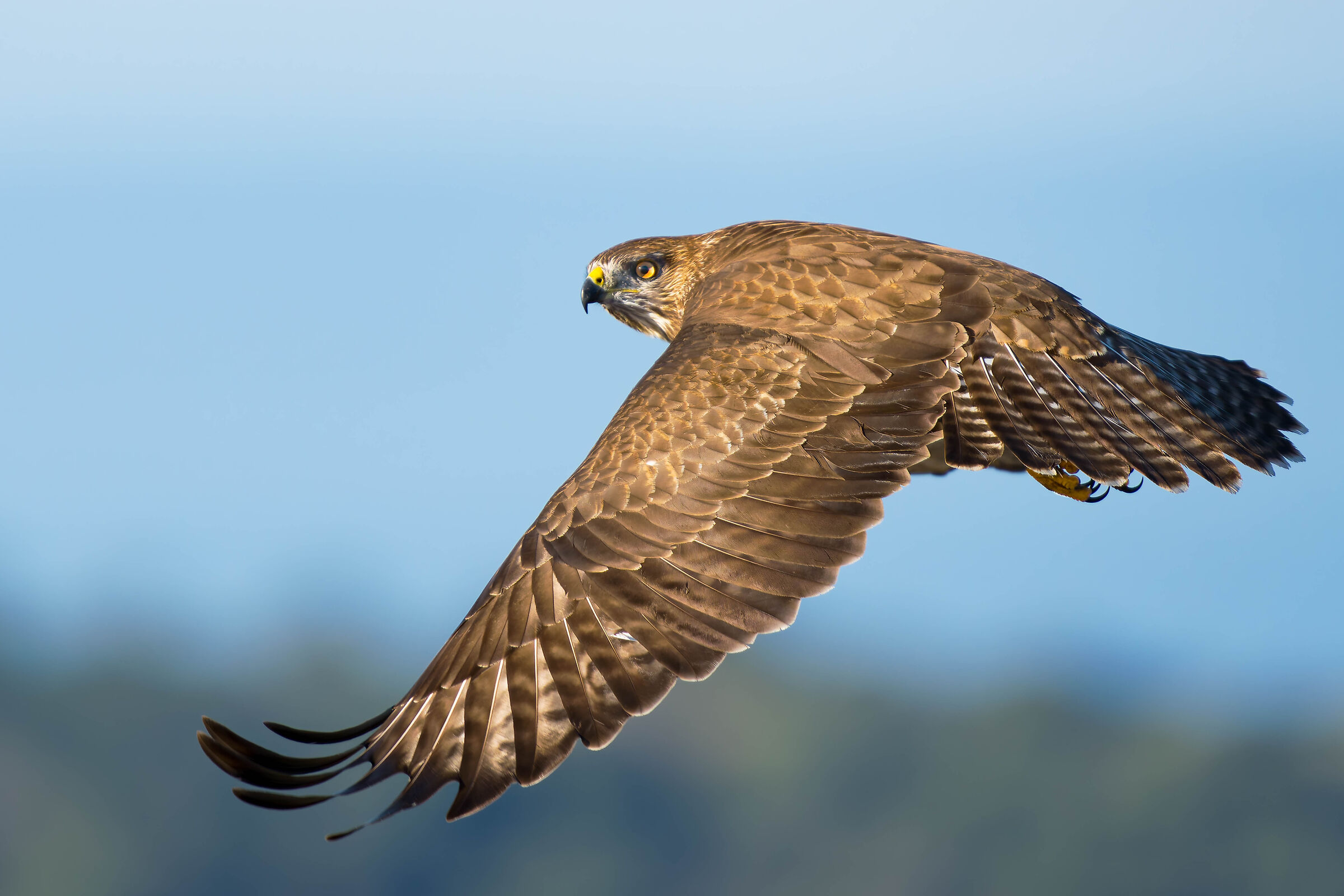 Buzzard (Buteo buteo)