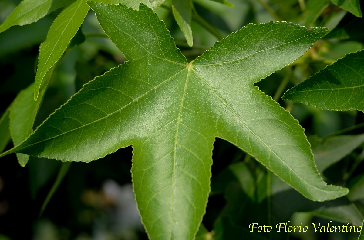 x leica test various