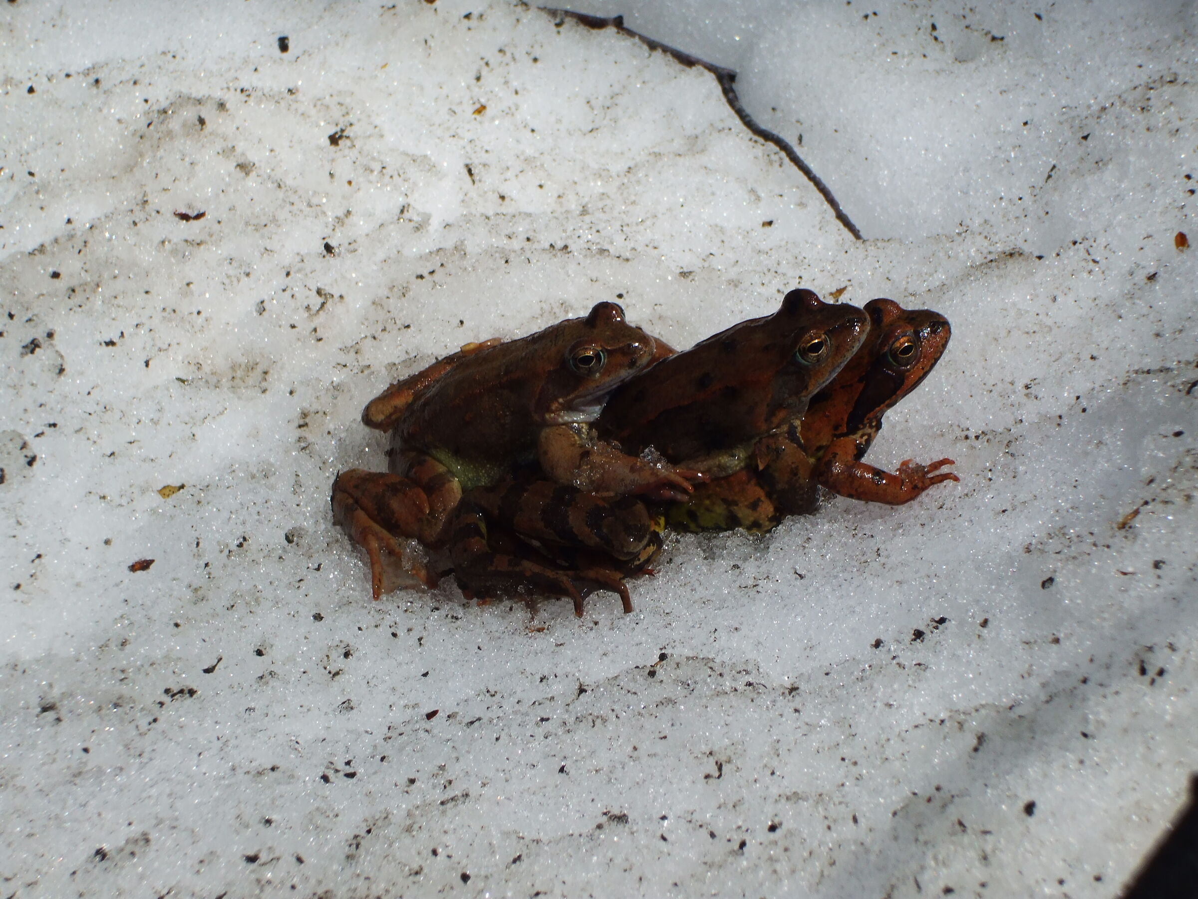 The triangle does not