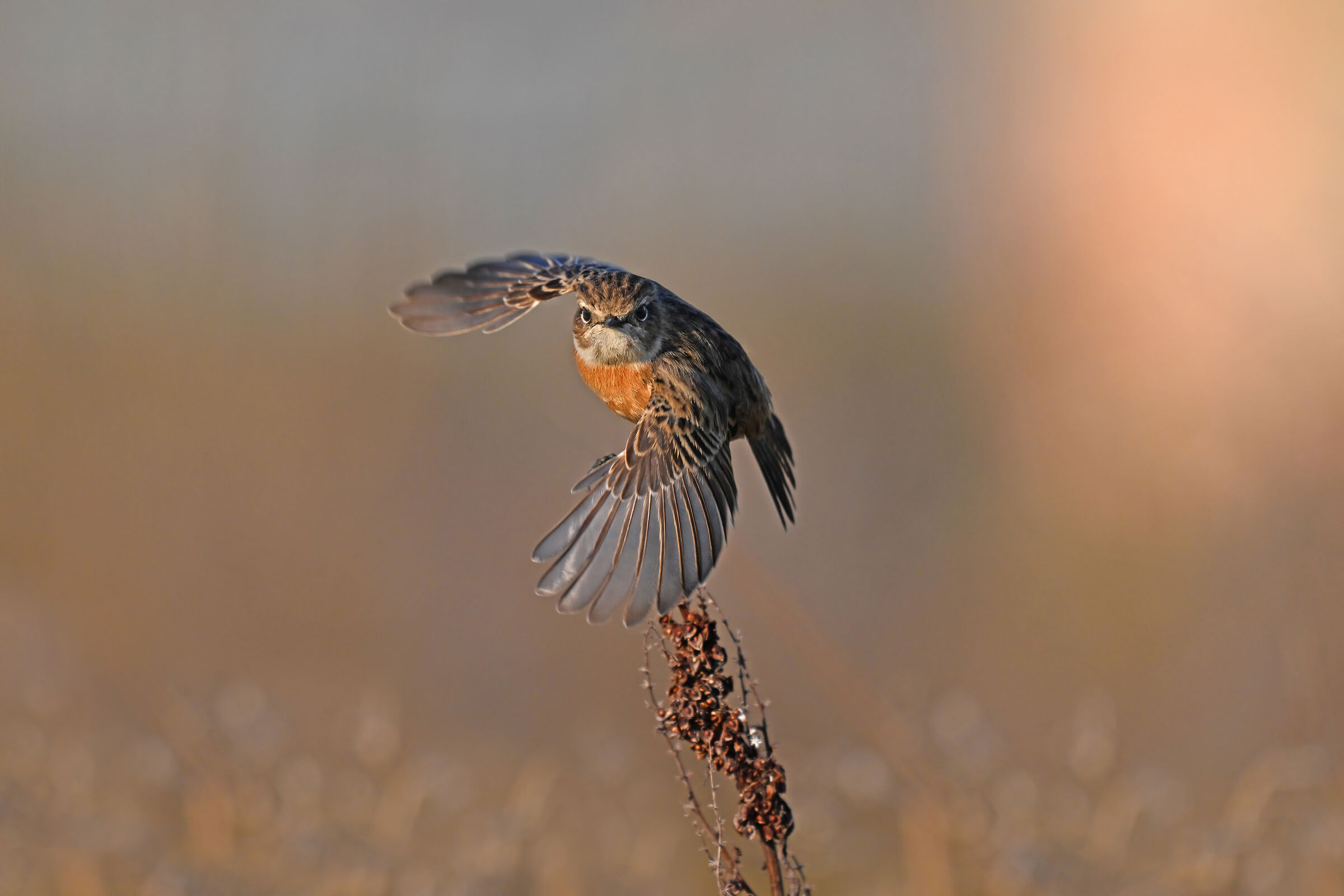 Storie di piume  7   (Saltimpalo F.)