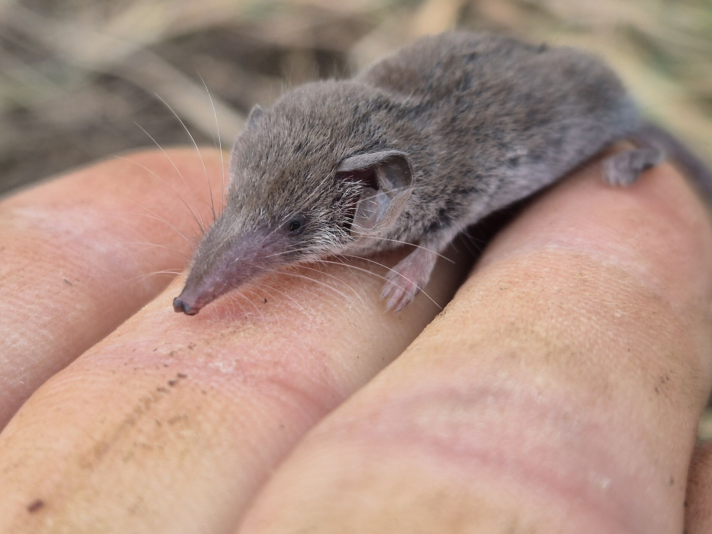 Mustiolo Etrusco (I think)