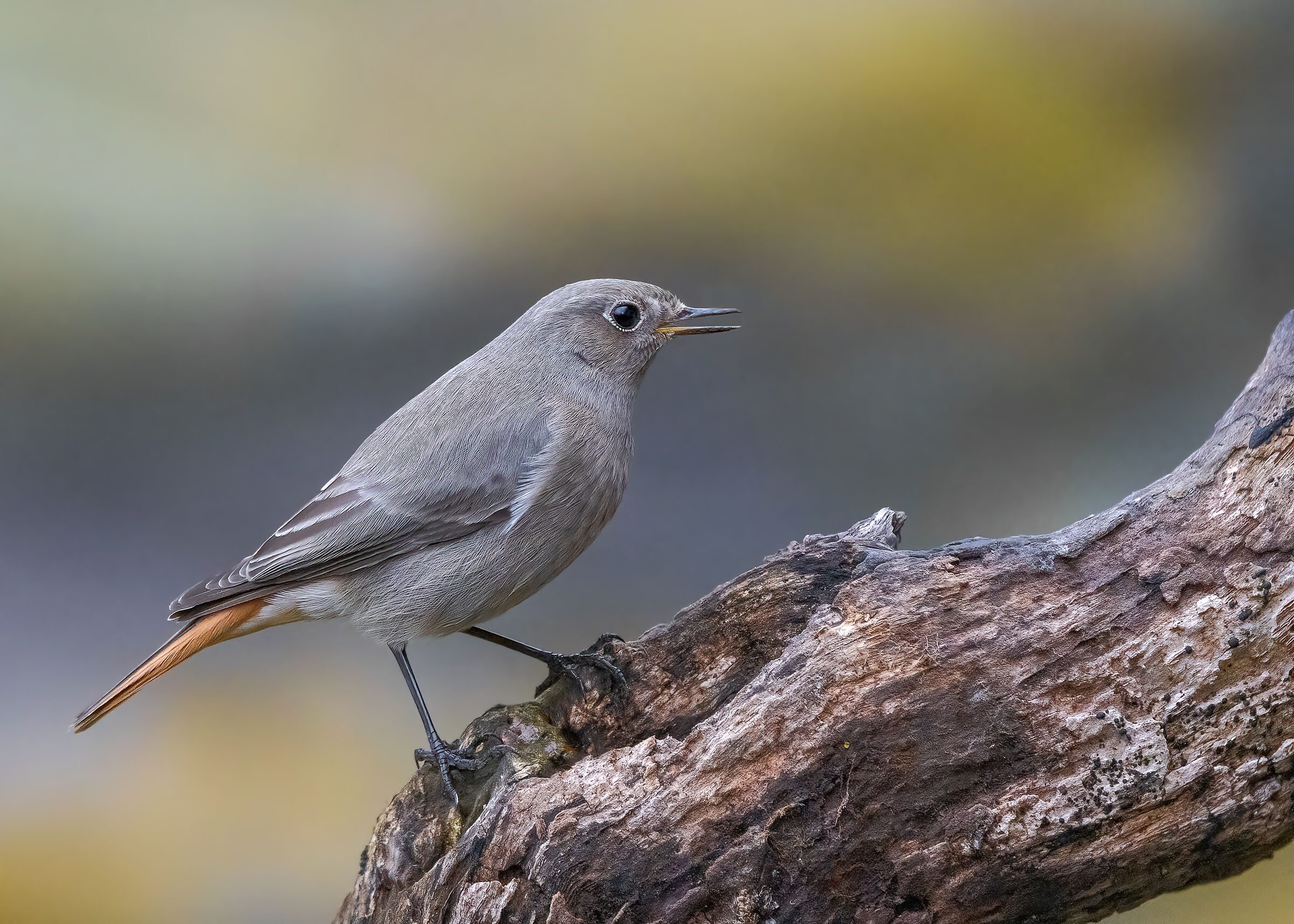 Codirosso spazzacamino &female;