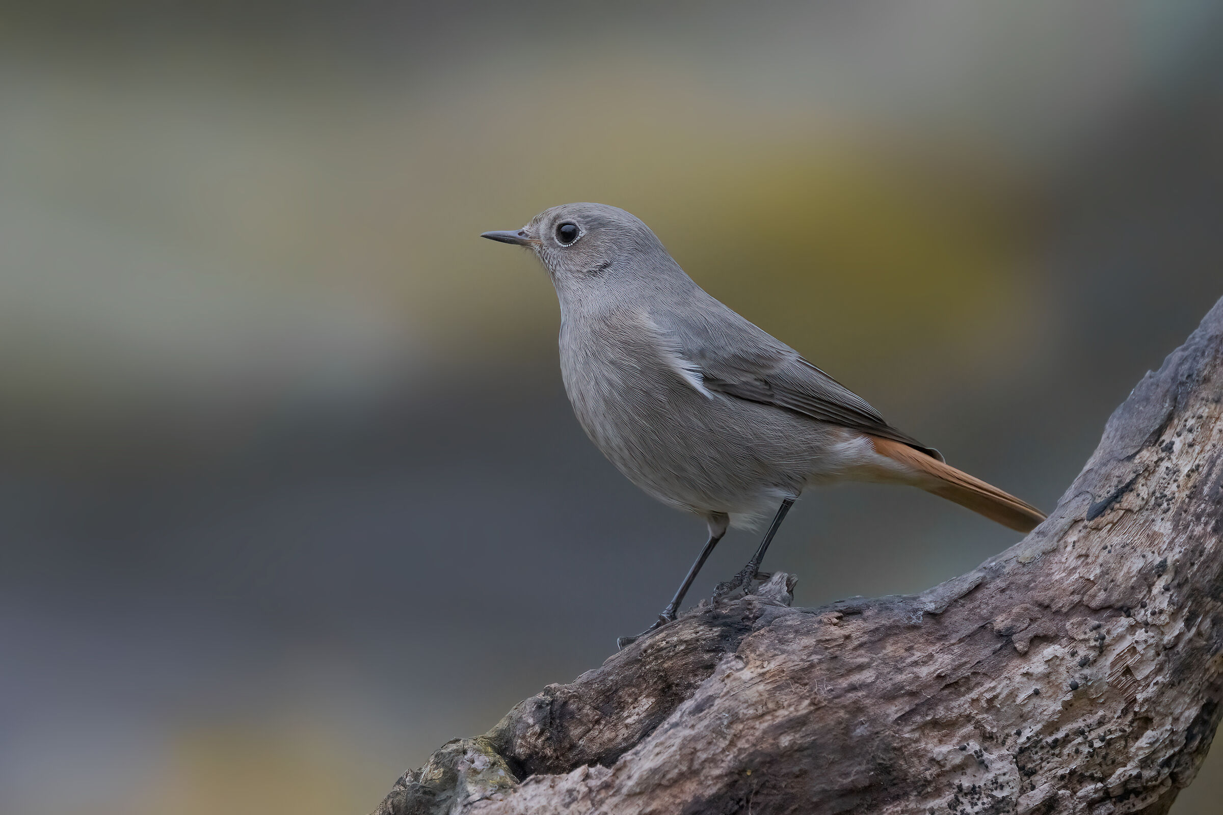Codirosso spazzacamino &female;