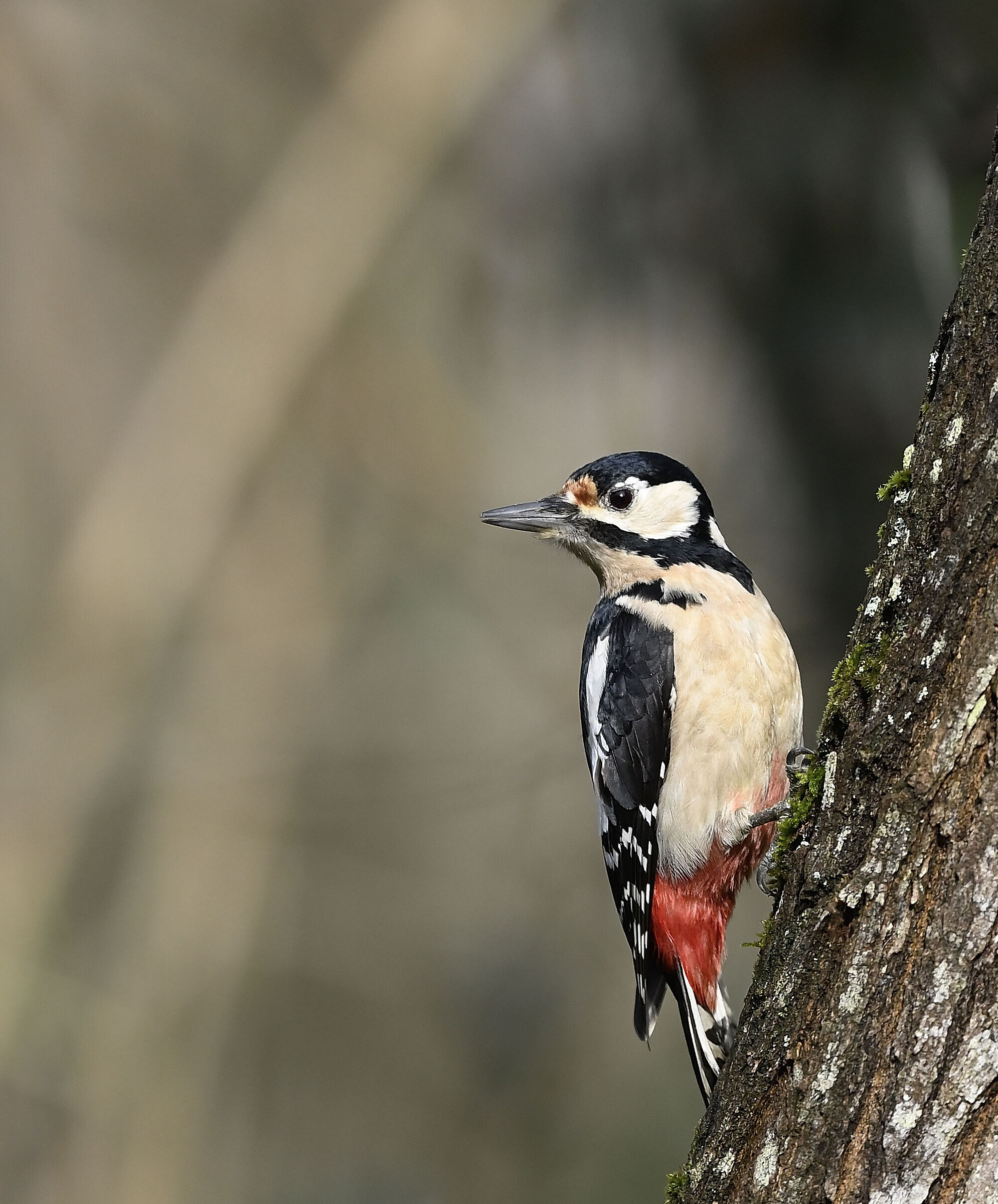 Picchio rosso maggiore