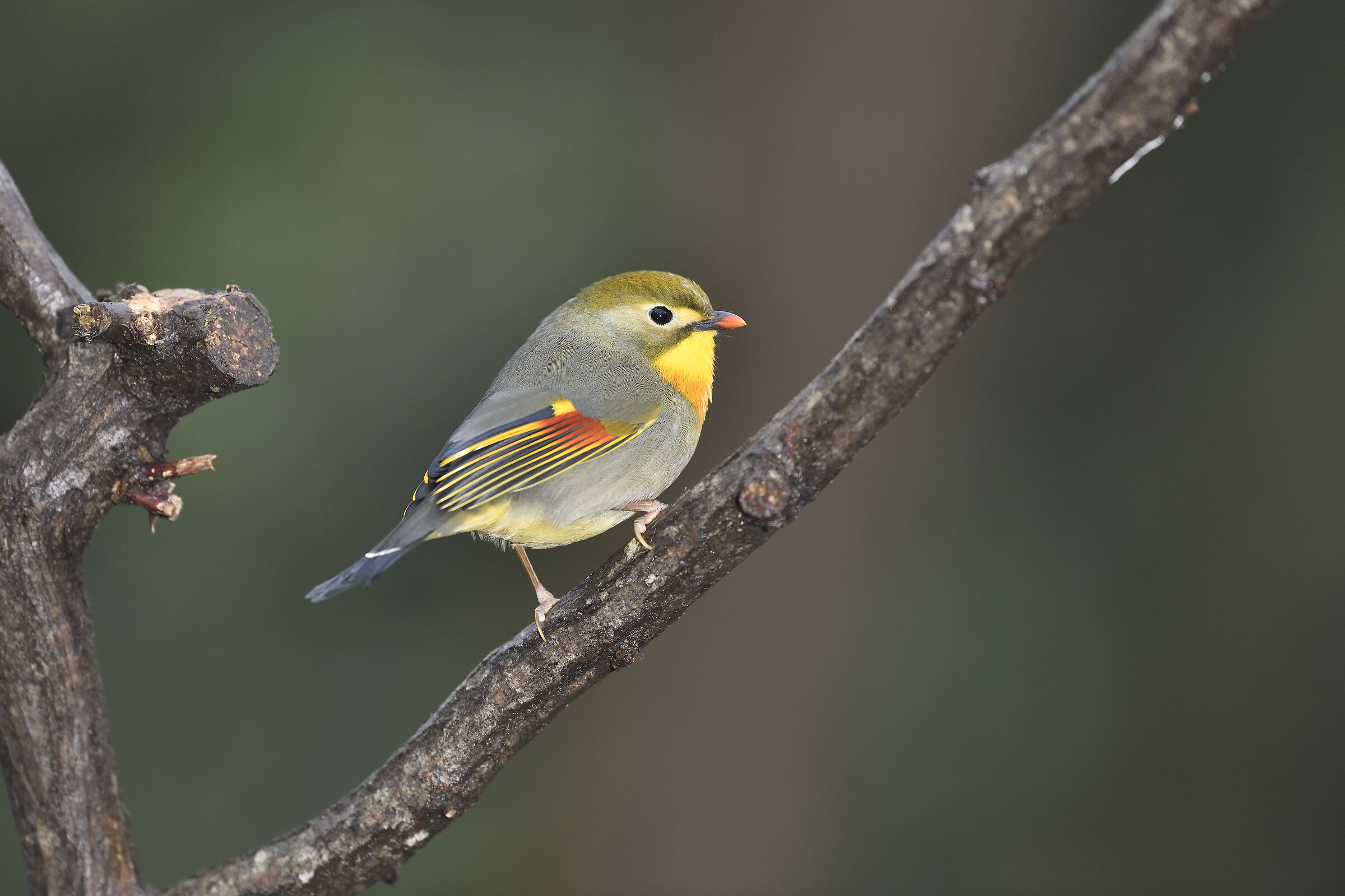 Usignolo del Giappone