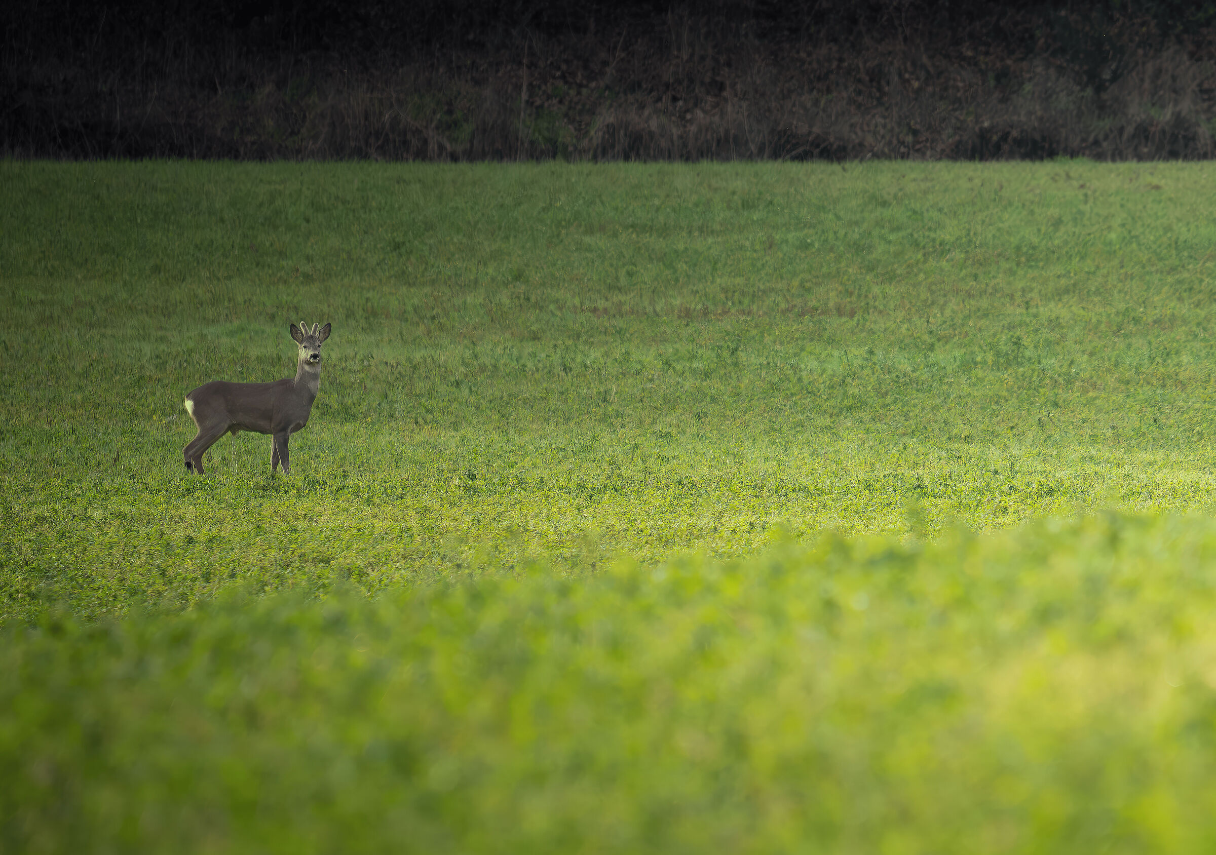 Male roe deer