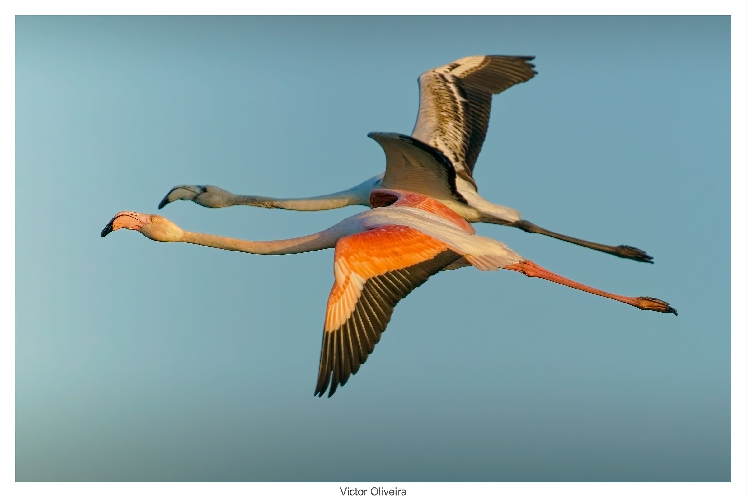 Fenicotteri su Delta del Po'