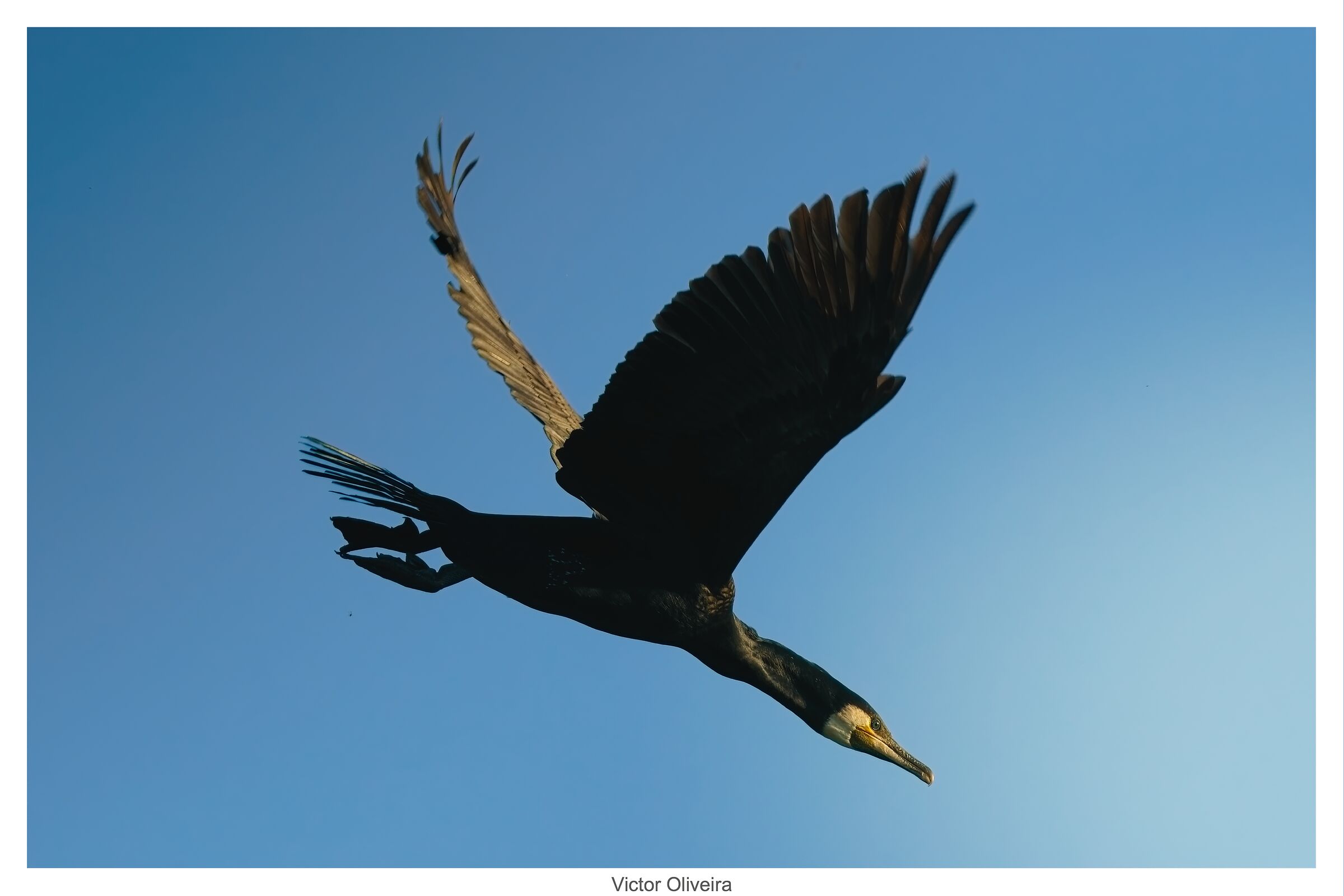 Il tuffo del Cormorano al Delta del Po'
