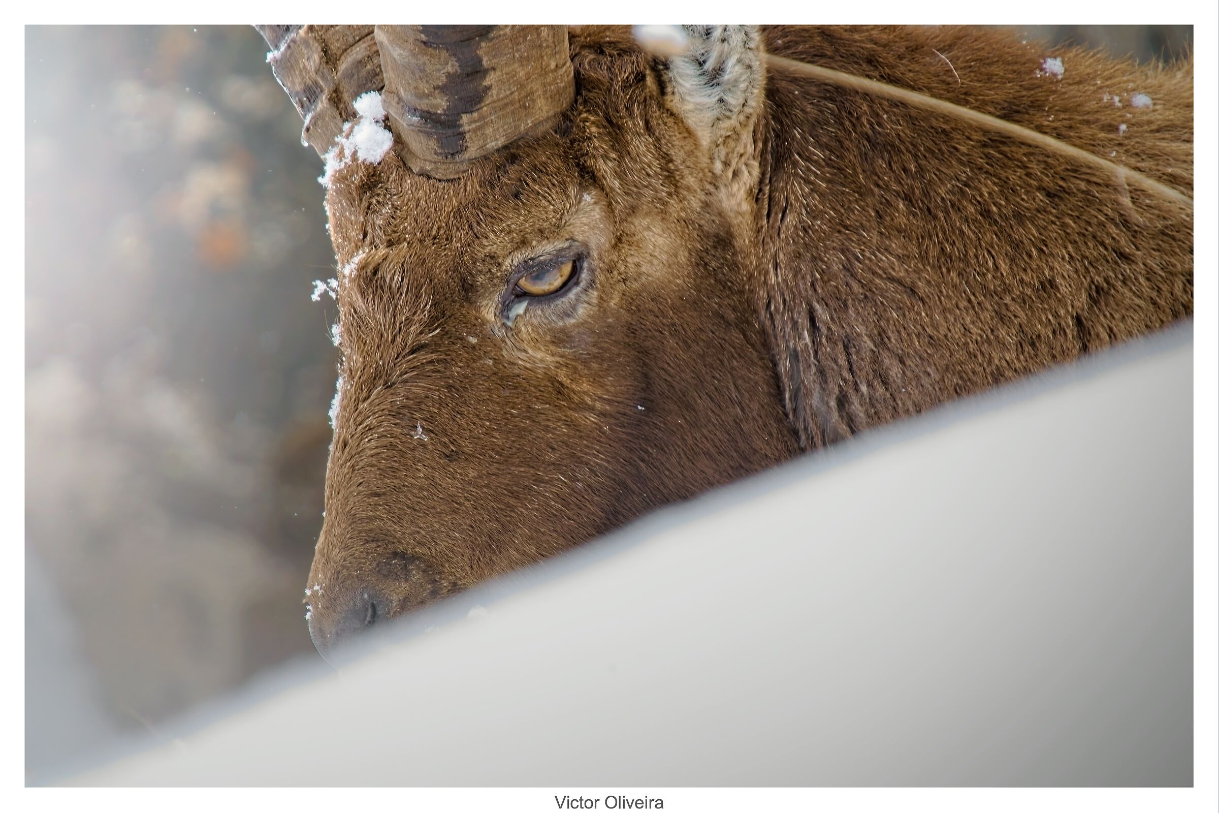 Lo sguardo del stambecco a Gran Paradiso