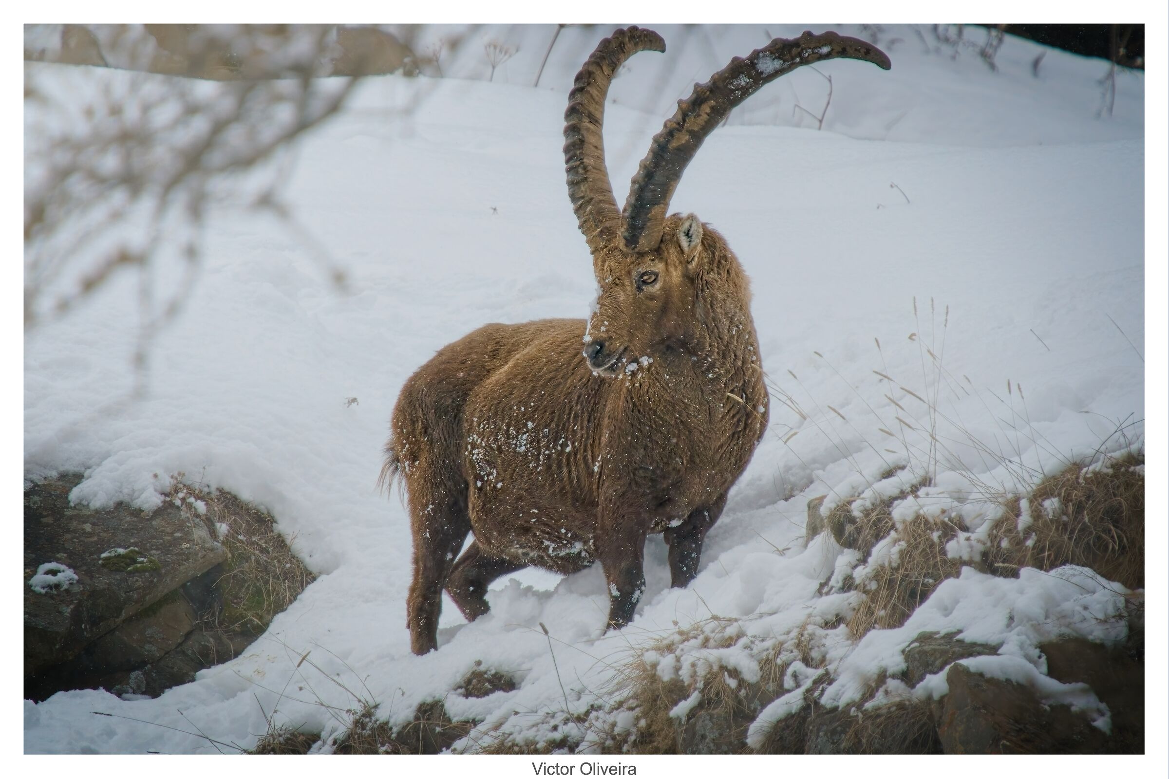 Stambecco a Gran Paradiso