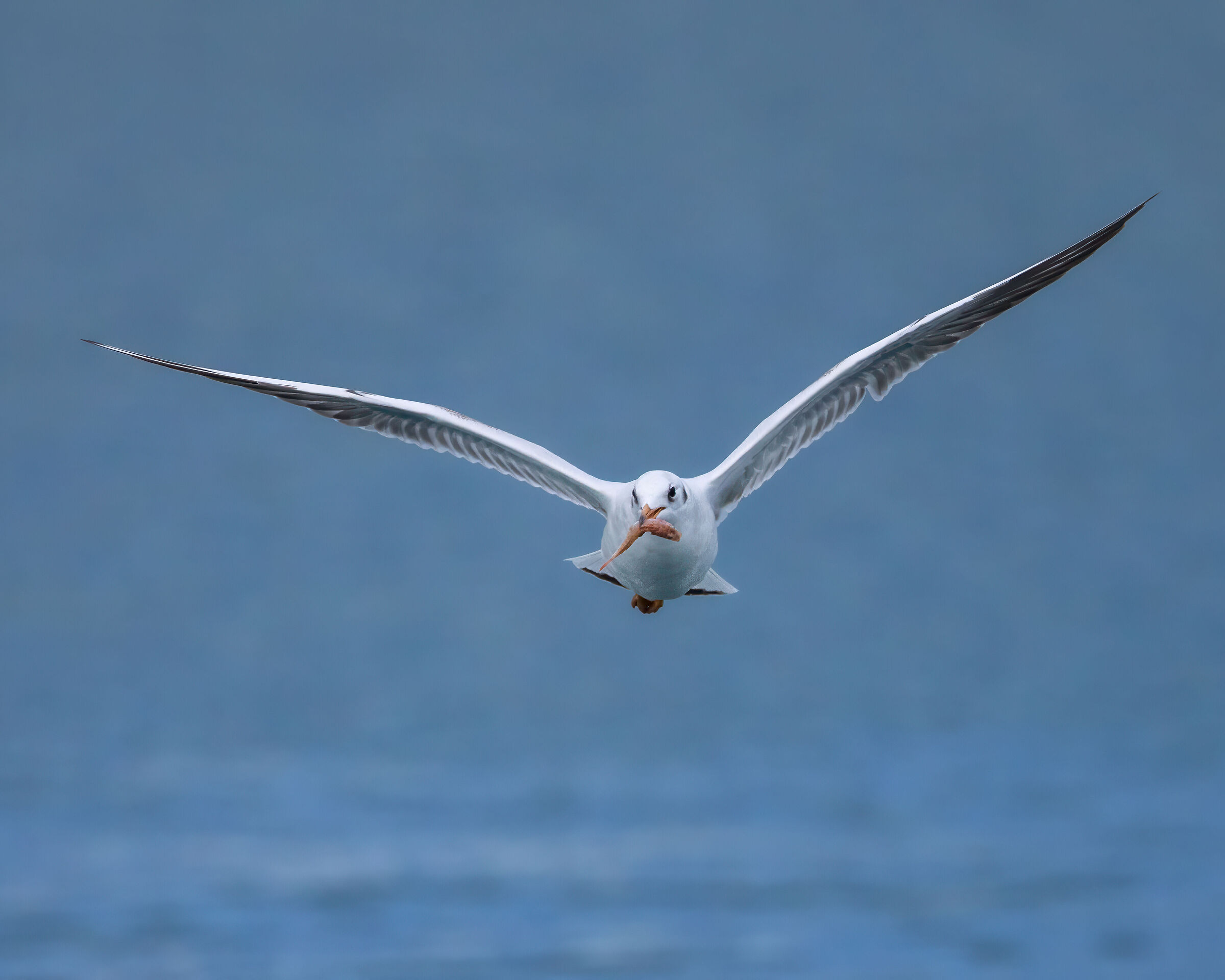 Black-headed Gull