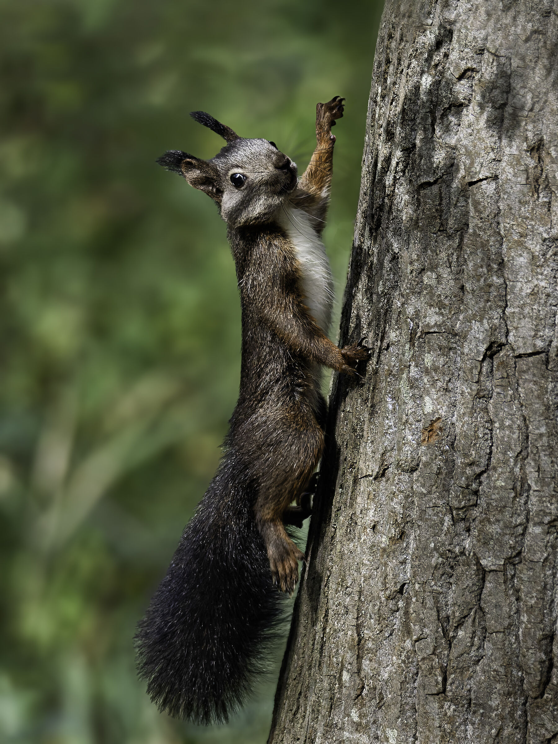 Scoiattolo comune europeo