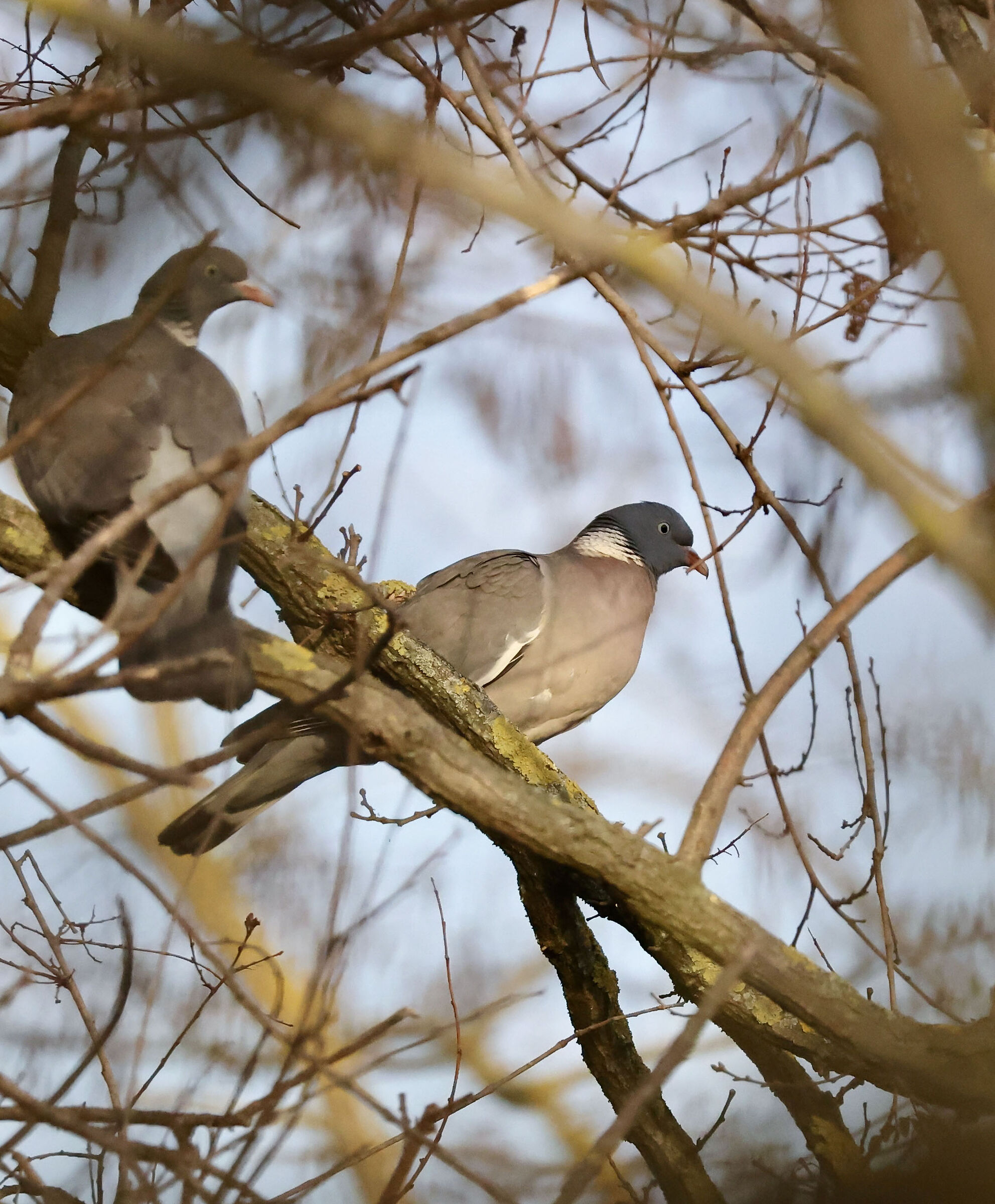 Wood pigeon