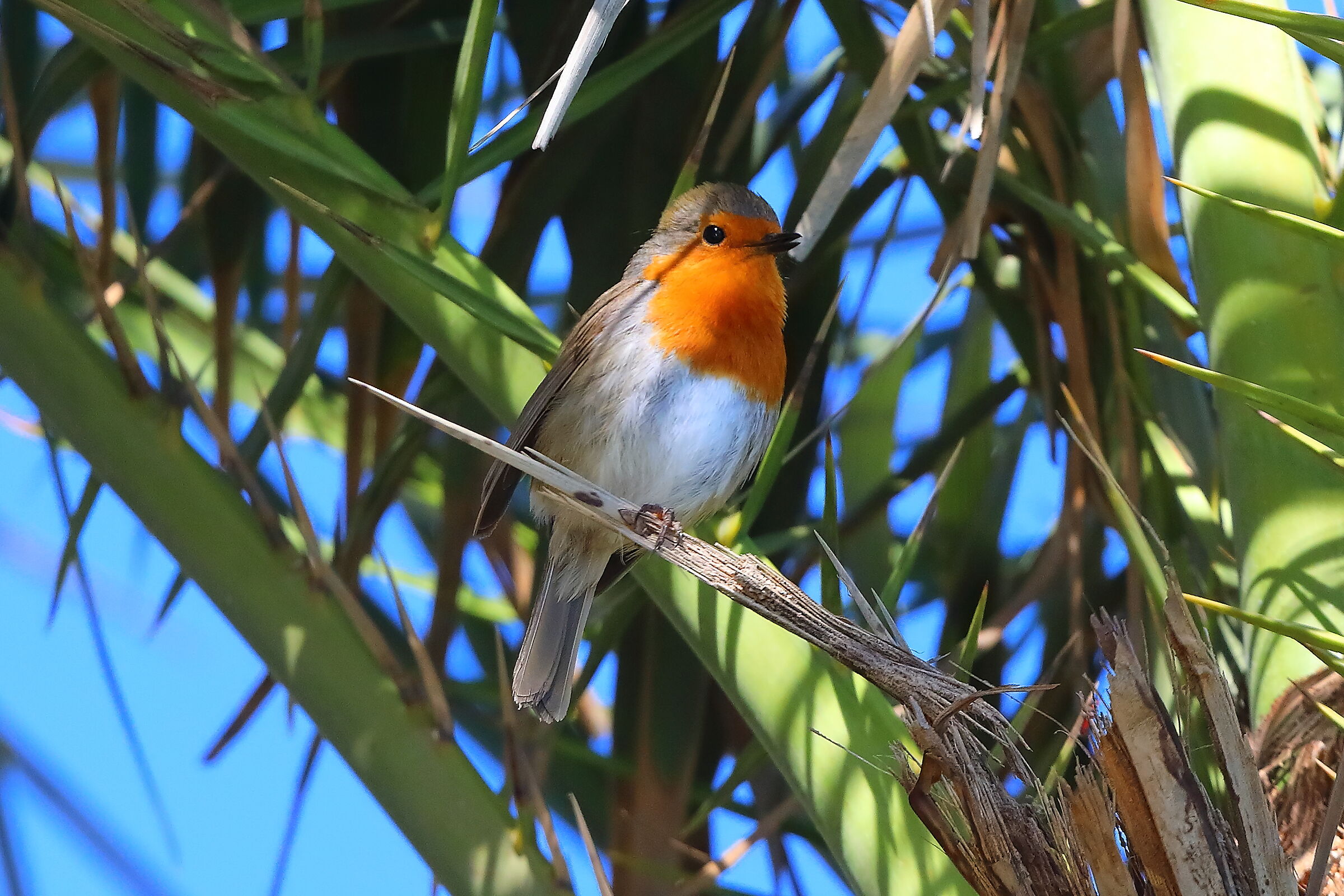 Pettirosso 08 ottobre 2025 - 0566