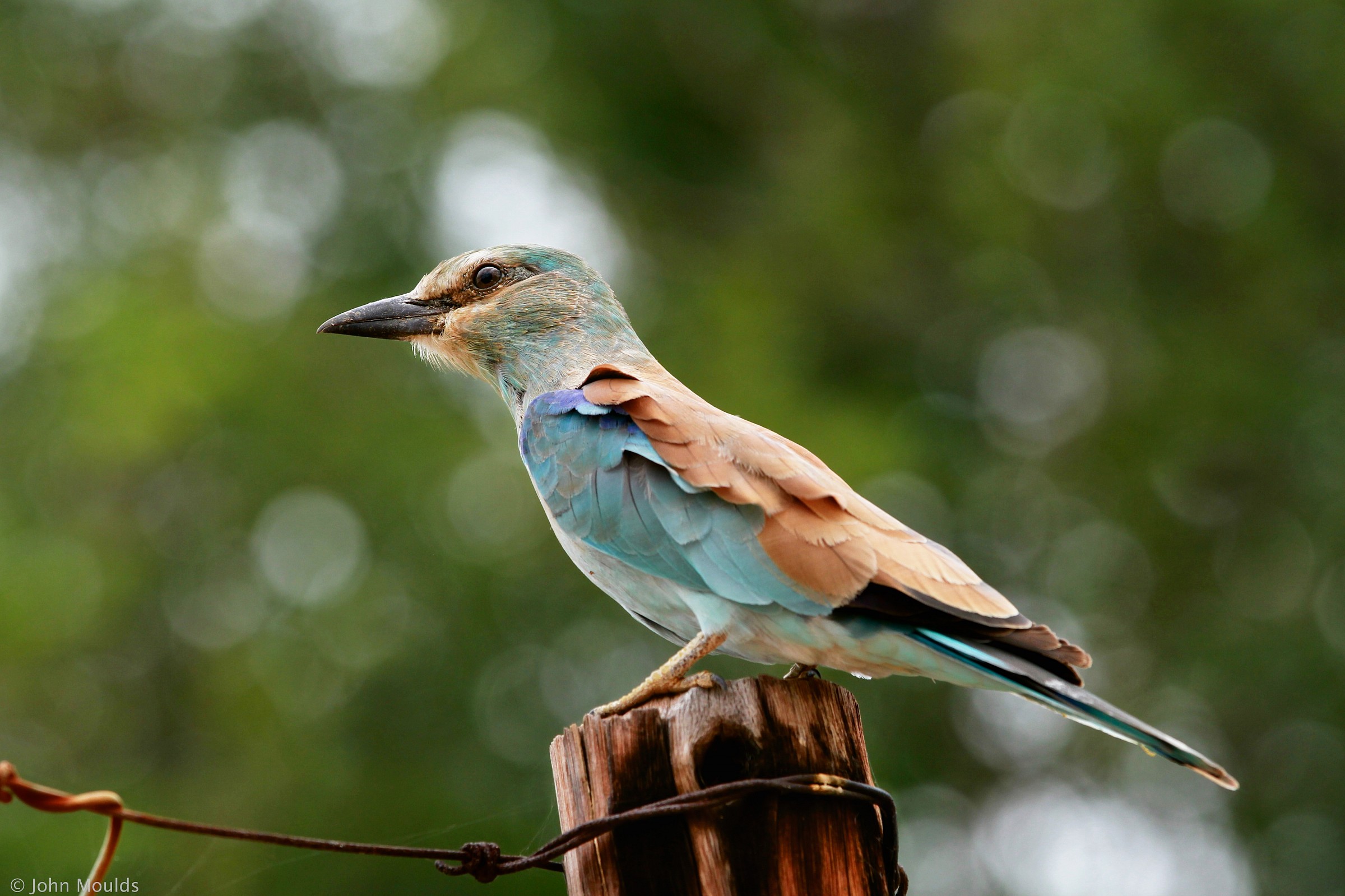 Roller, Kruger np...