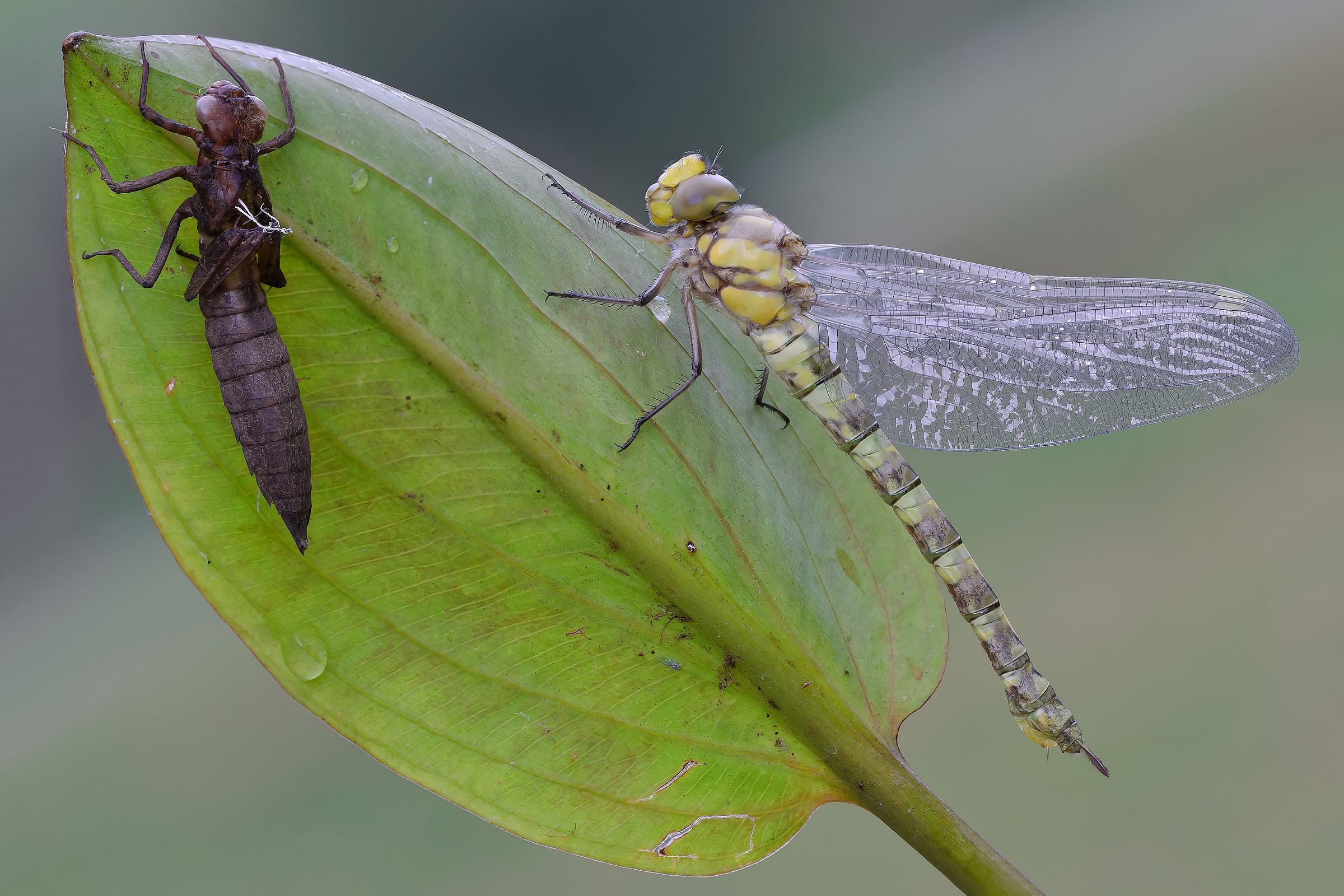 Aeshna cyanea con exuvia