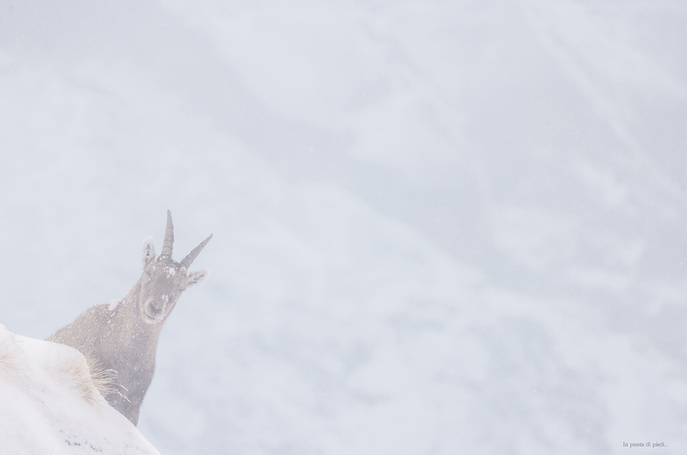 frozen Alpine ibex female