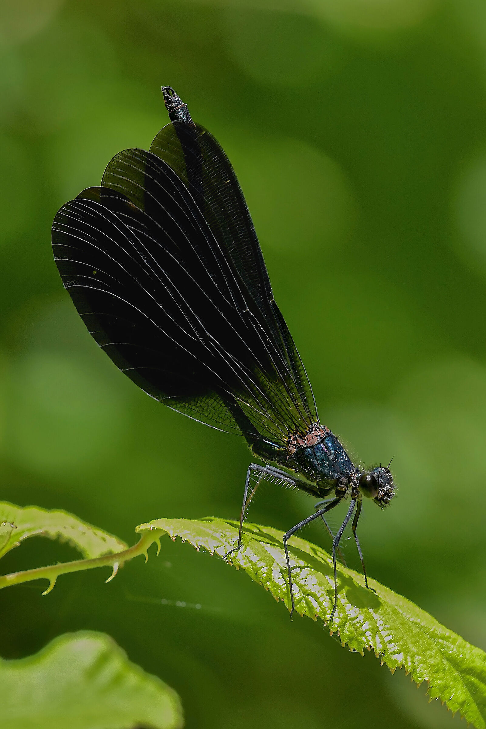Caleopterix haemorrhoidalis