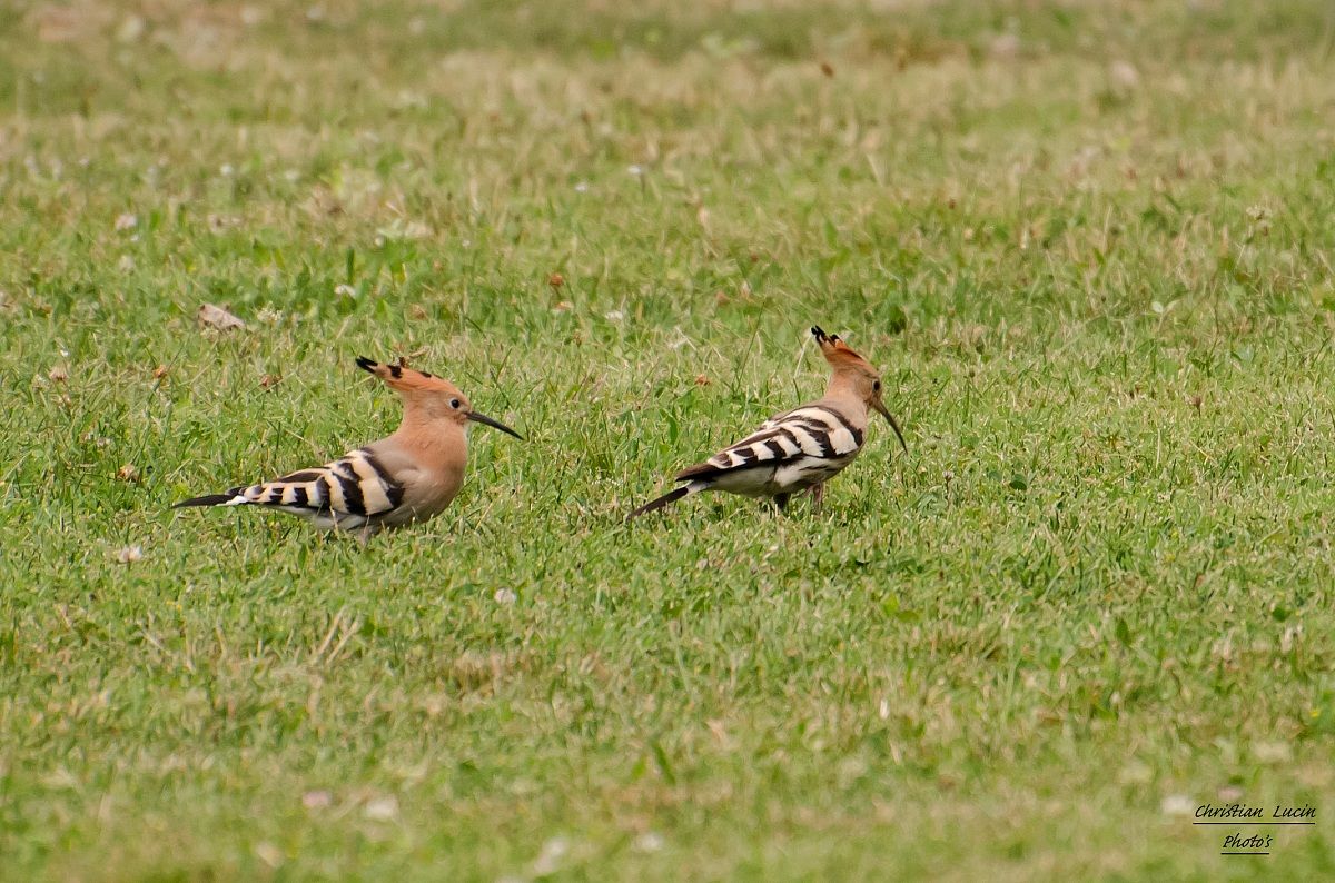 Hoopoe