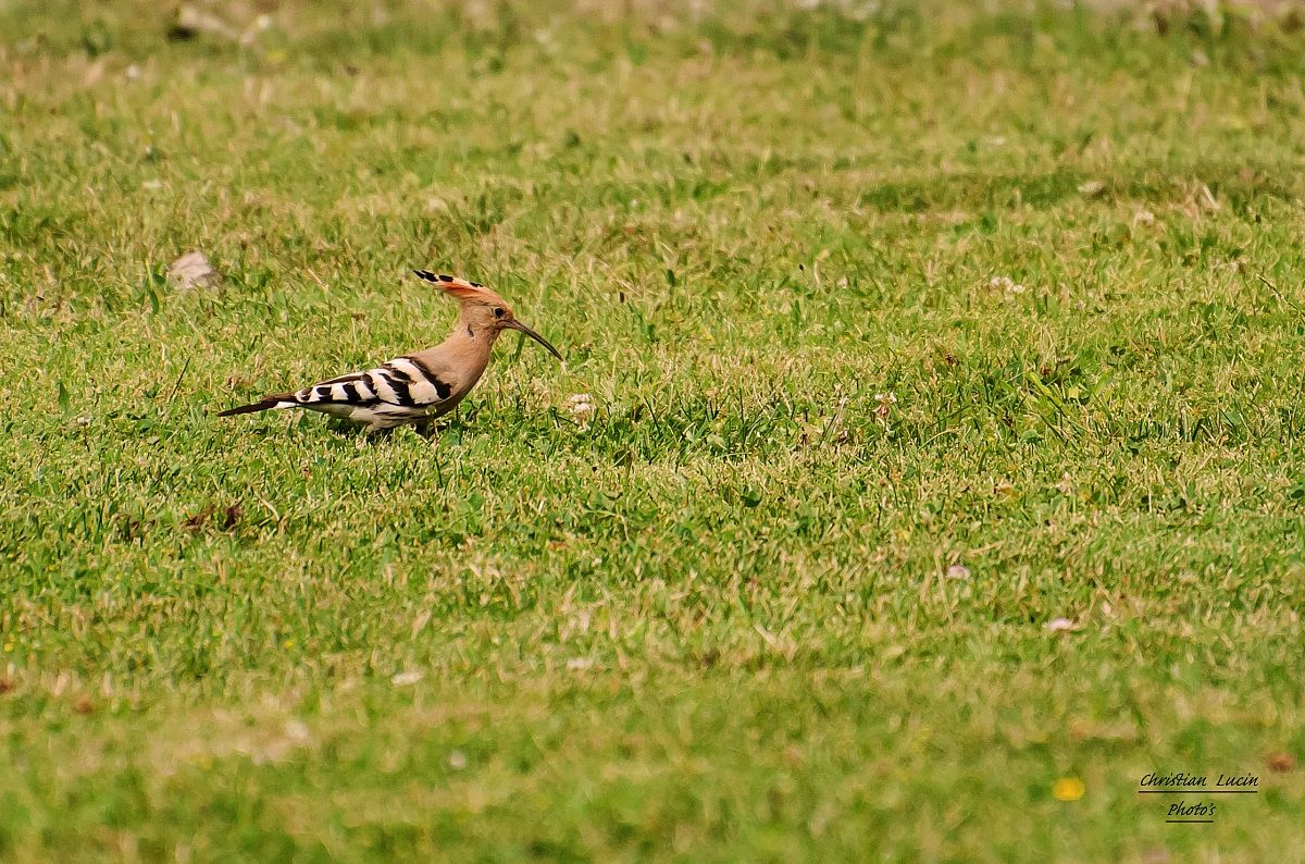 Hoopoe