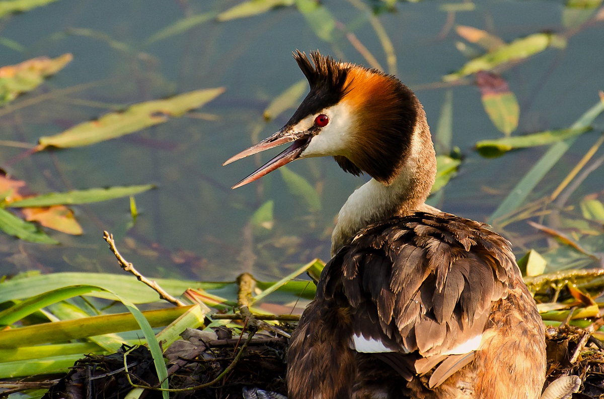 Grebe