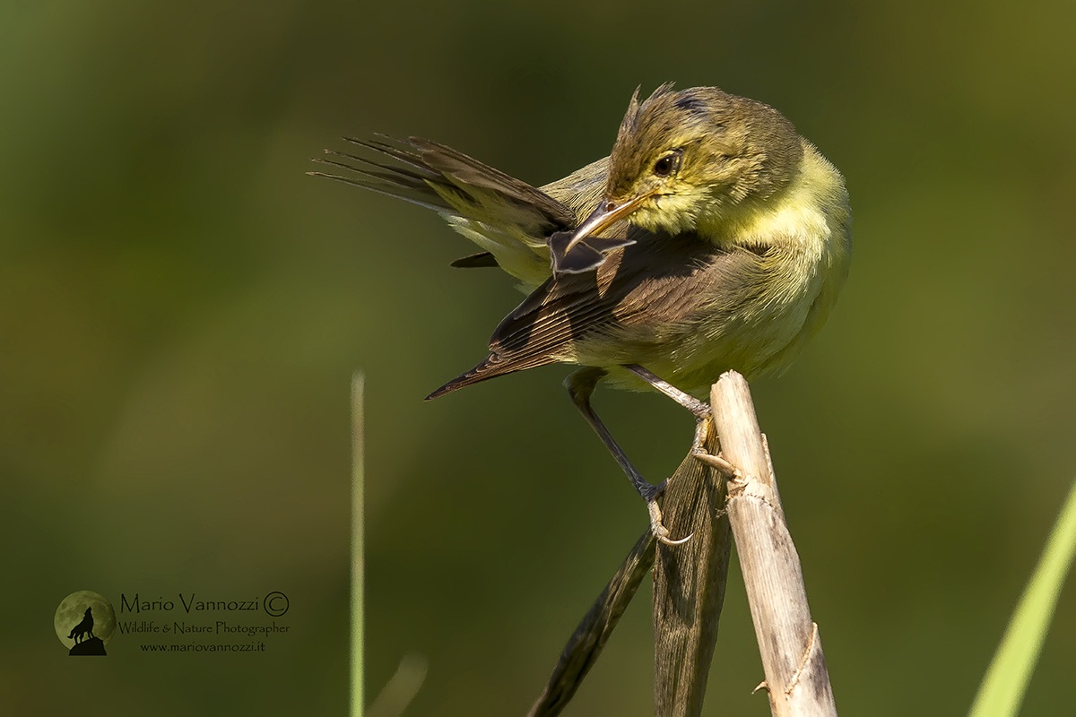 CANAPINO...toilette.