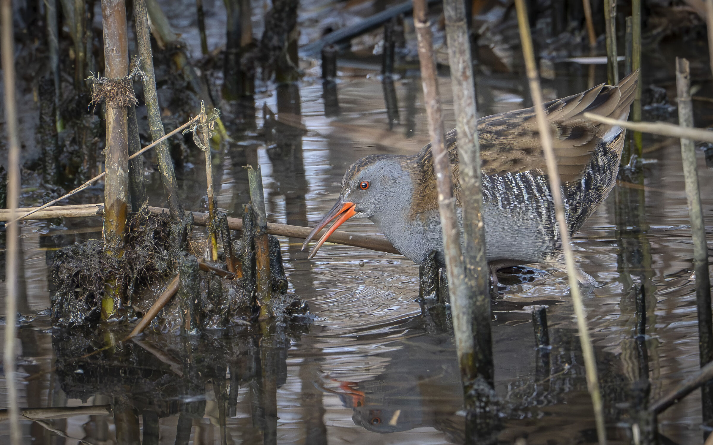Water rail