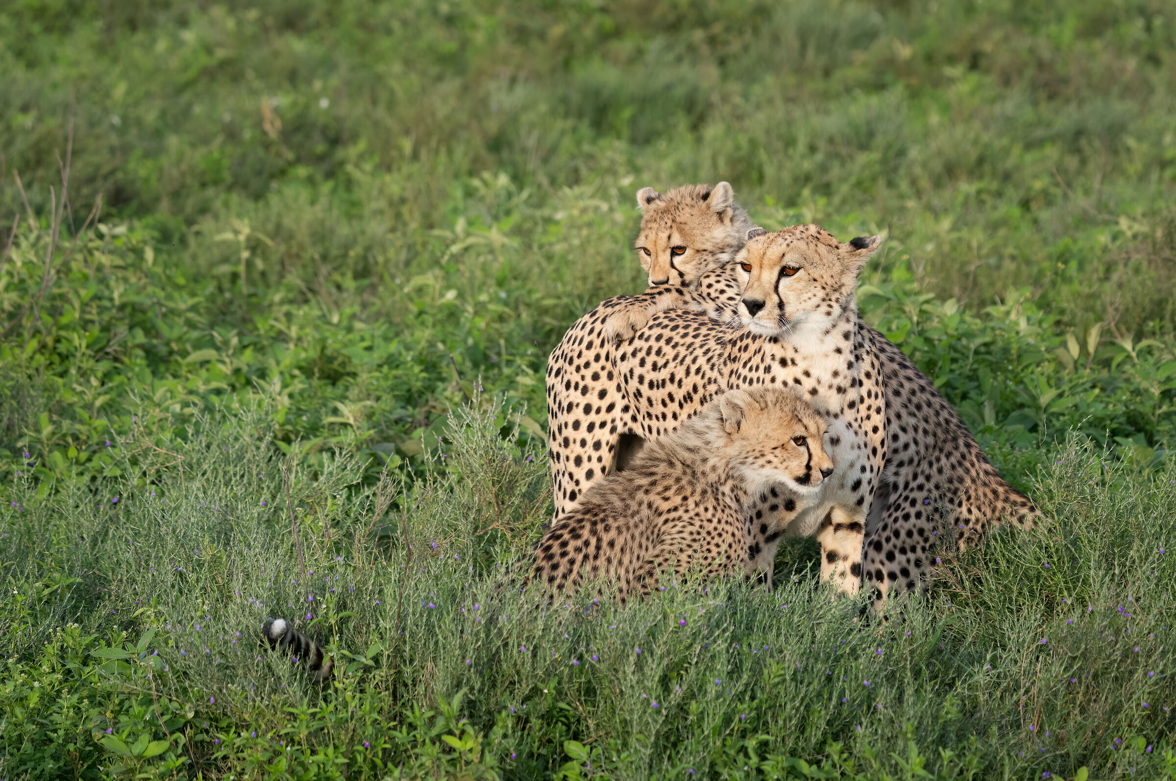 Ghepardi nel Serengeti