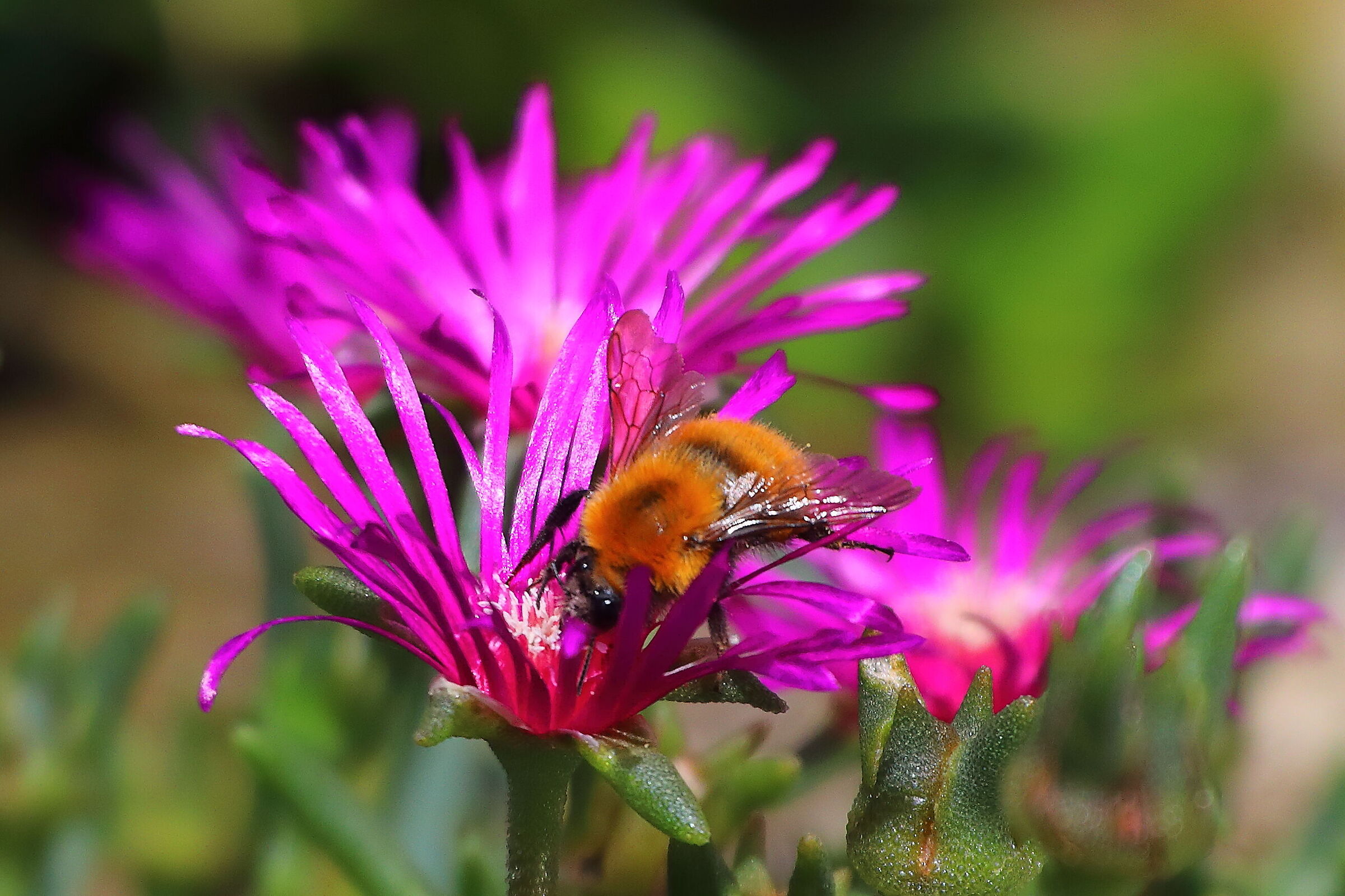 Bee 03 August 2025 - 0032