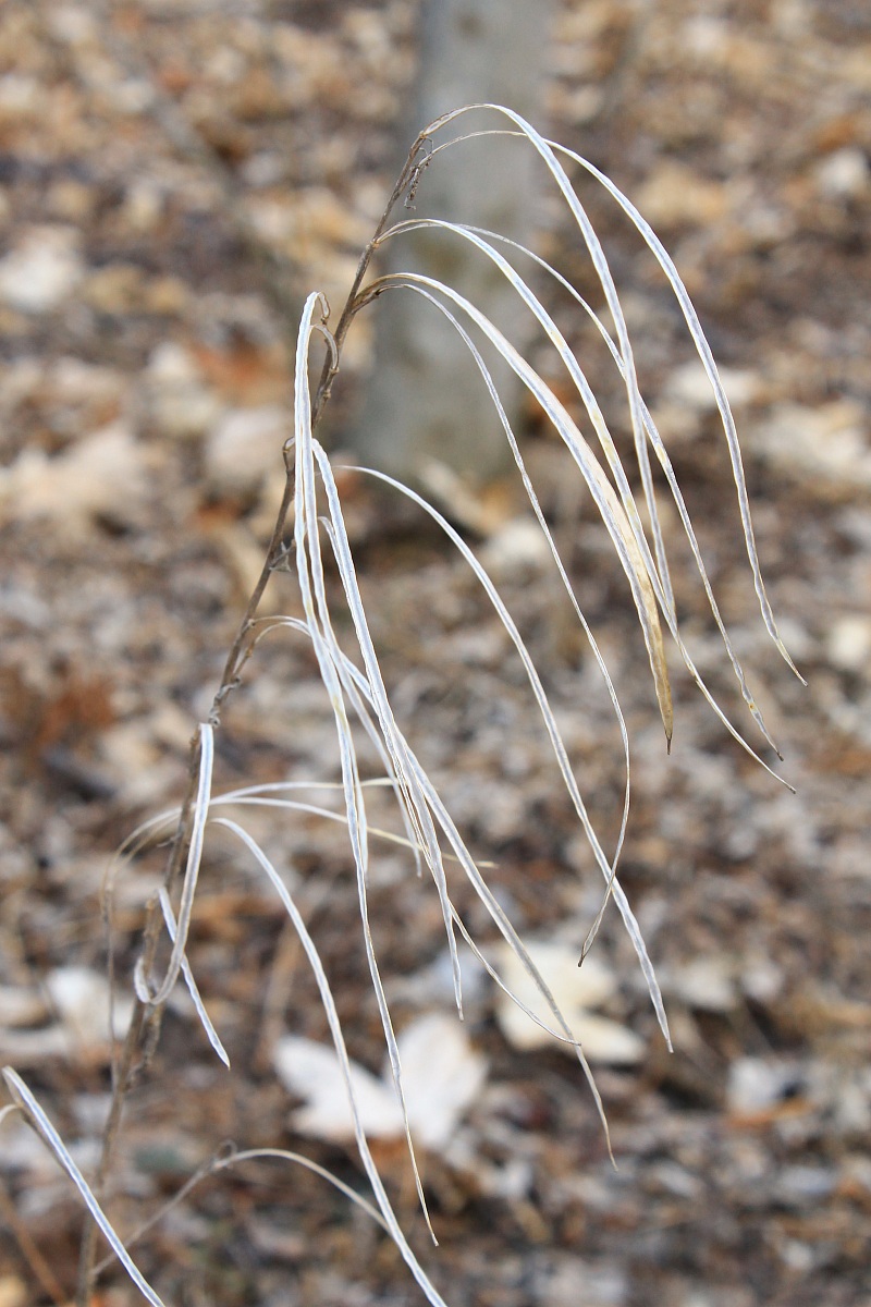 Inverno, aspettando la neve