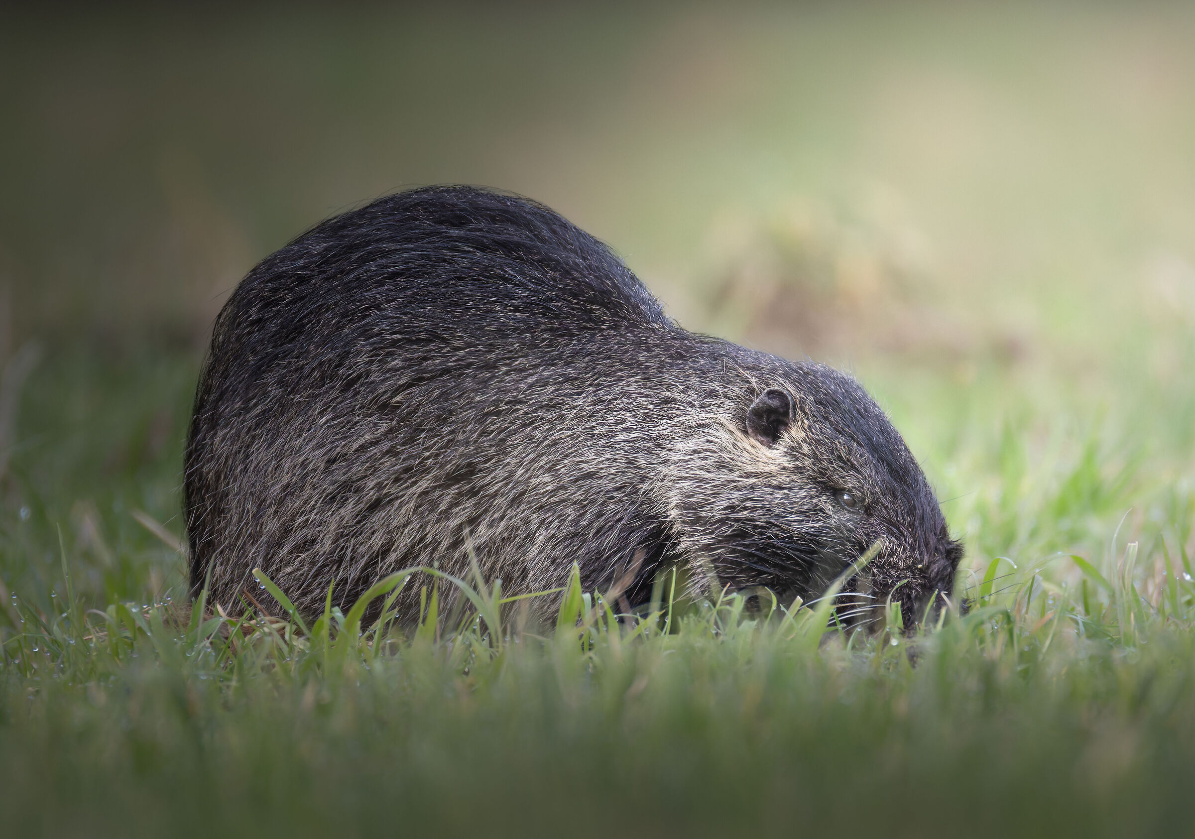 Nutria