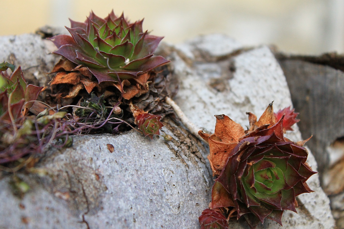 Inverno, aspettando la neve 3