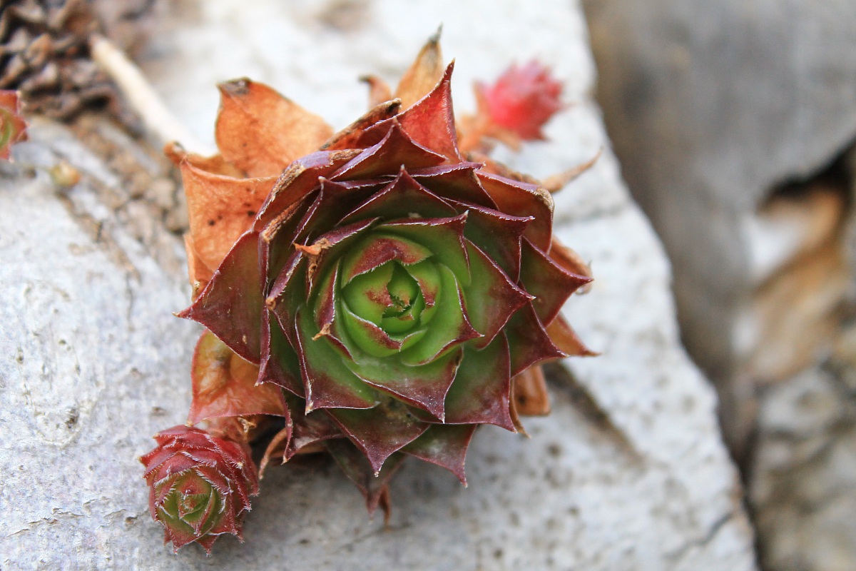 Inverno, aspettando la neve 4