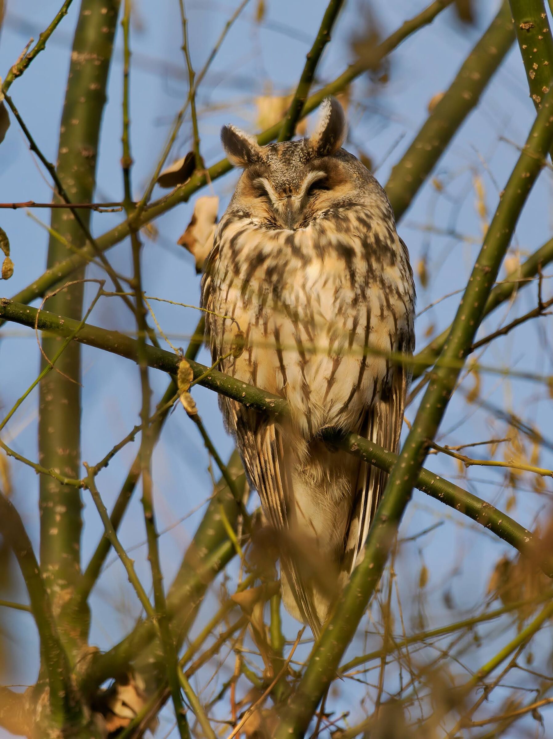 Short-eared owl