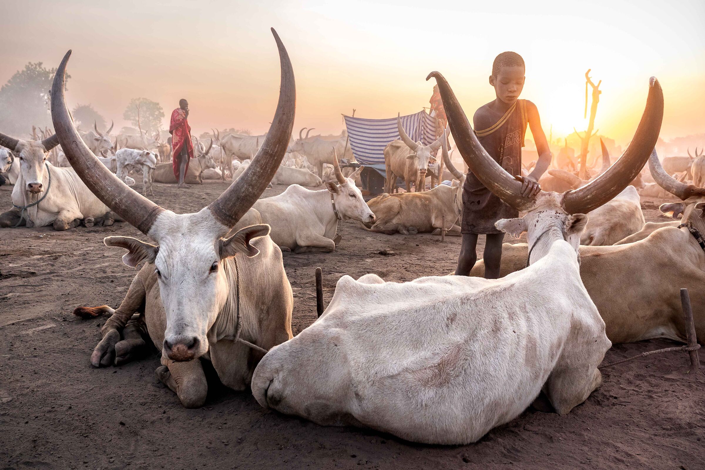 Life in the Cattle Camp