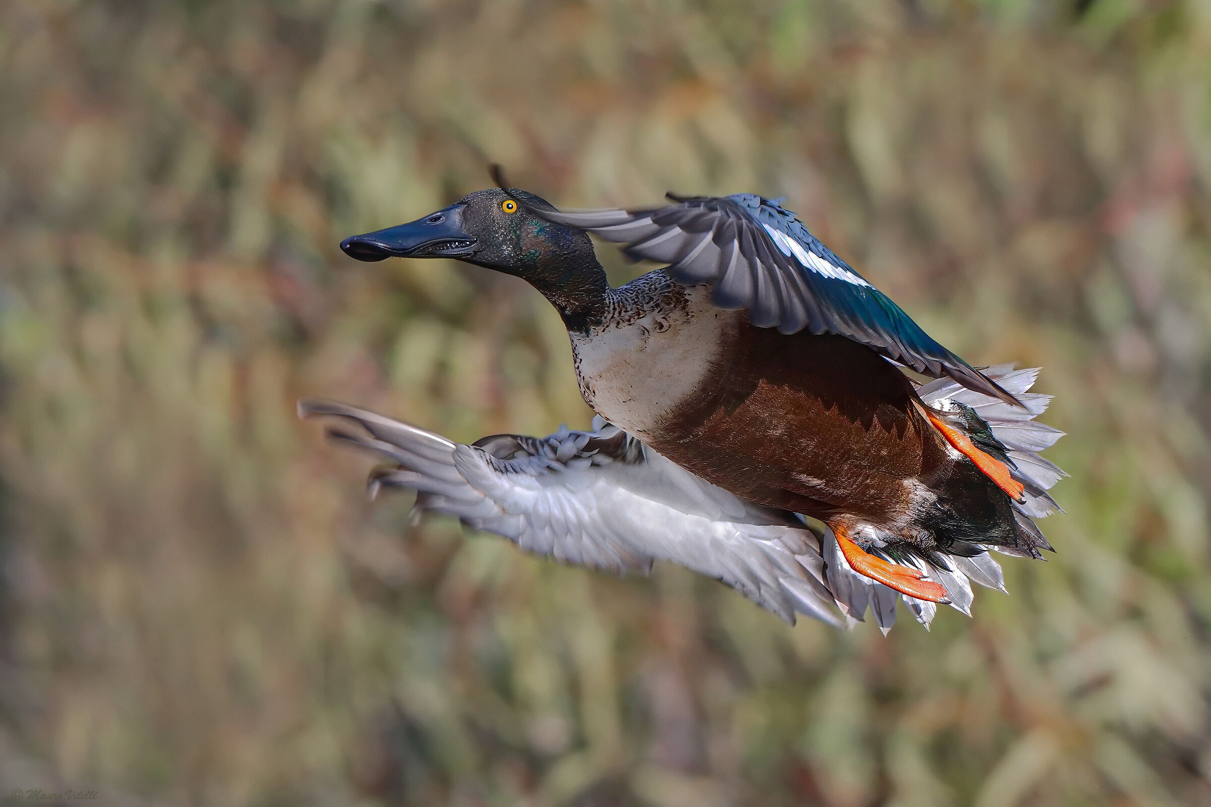 Mestolone (Spatula clypeata)