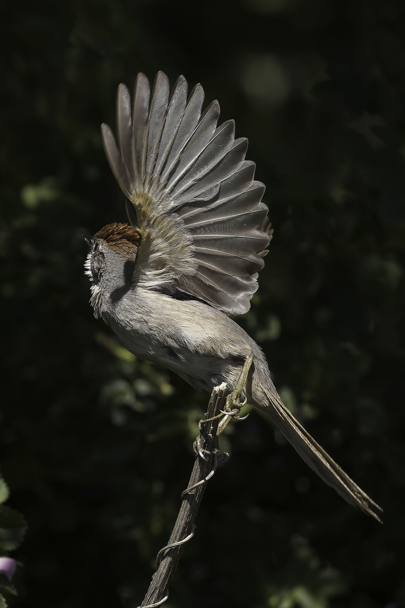 White-breasted pyjui (Synallaxis albescens)