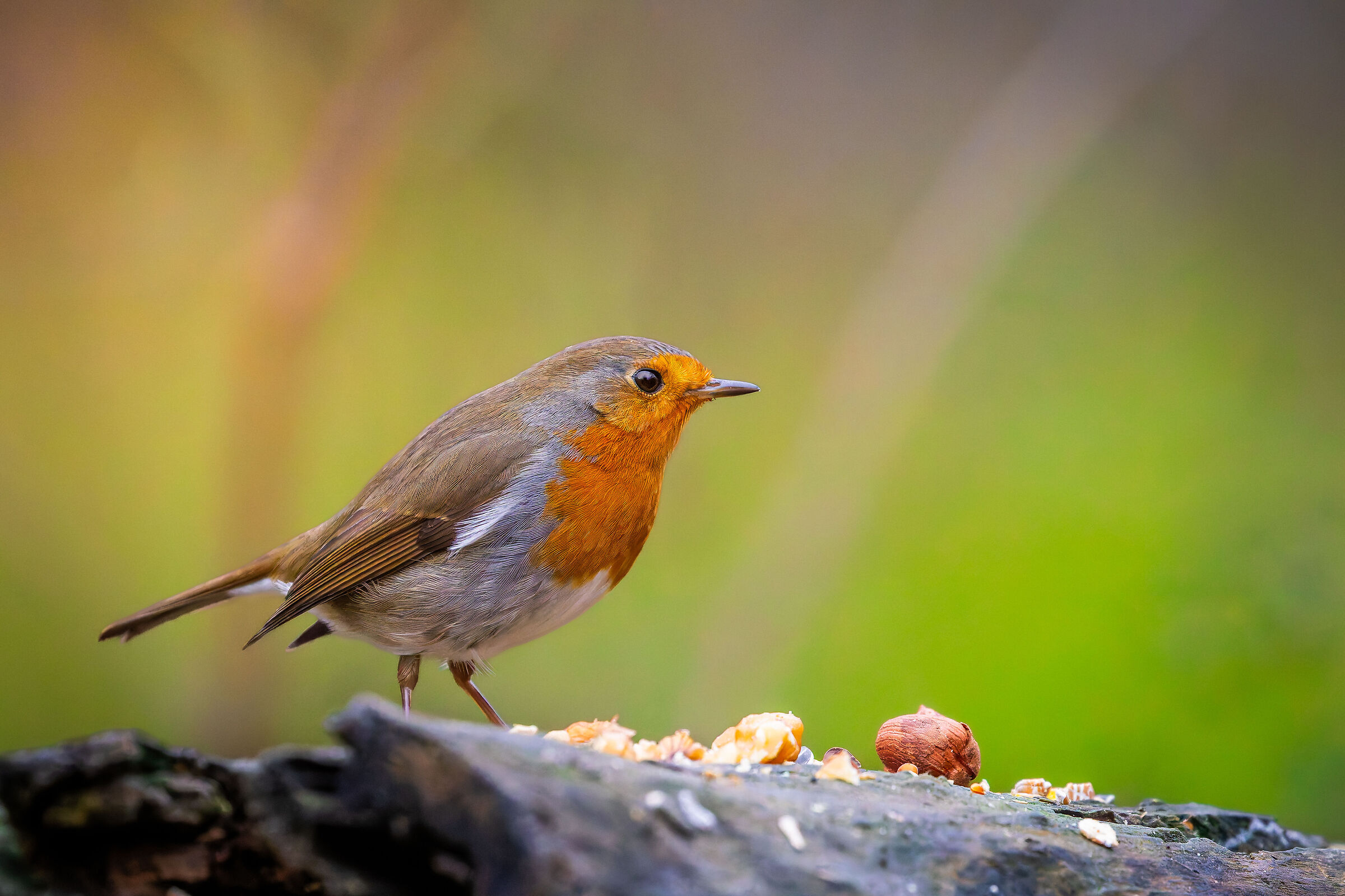 Robin