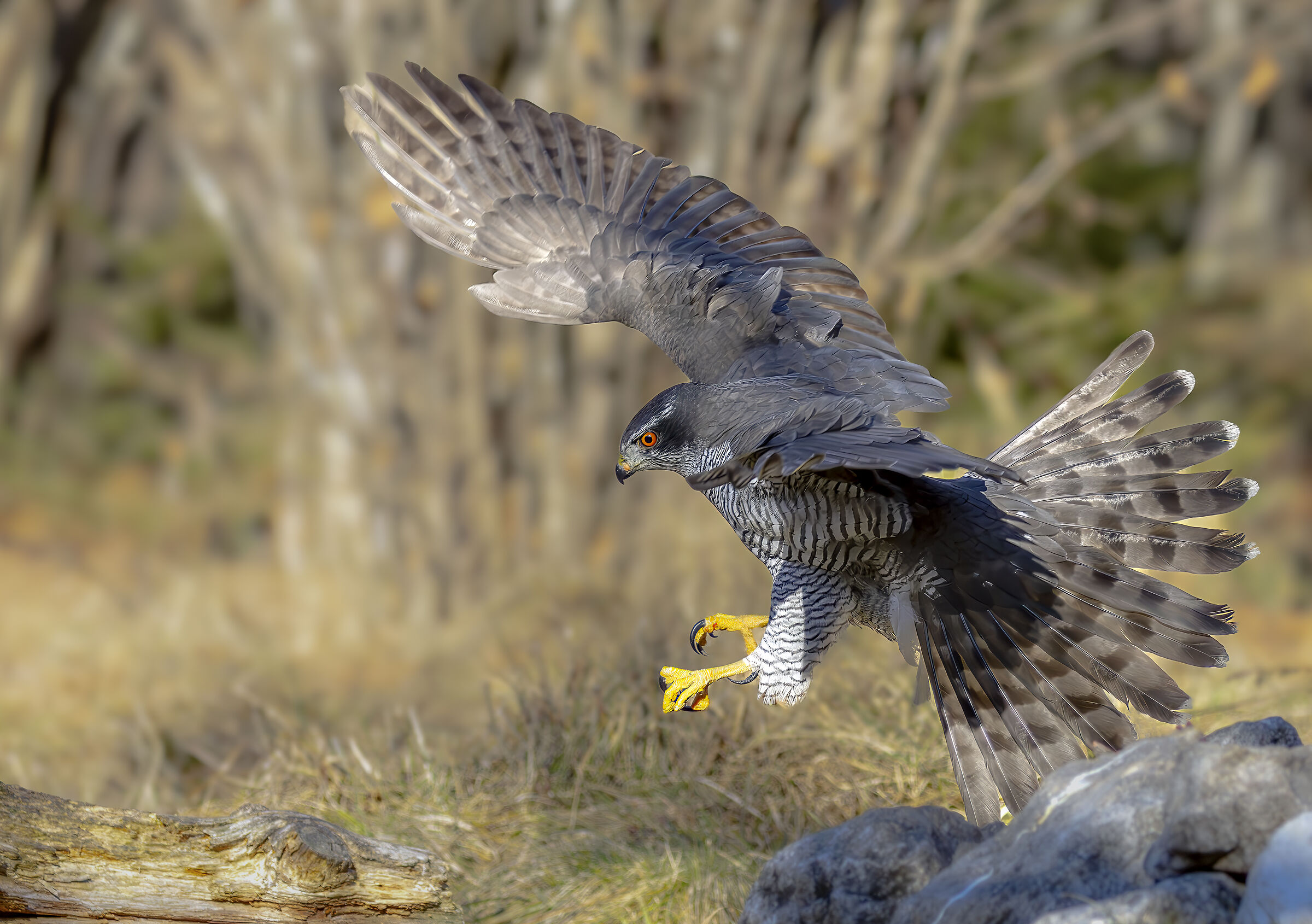 Goshawk landing